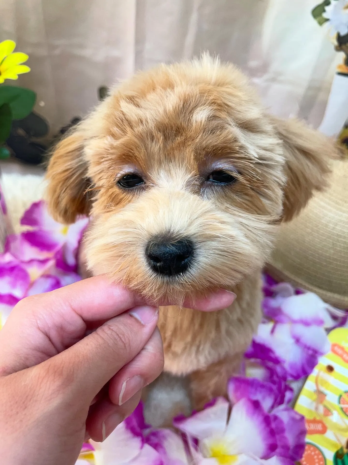 🍃今日のトリミング🍃ミックス犬🐶｜名東区・千種区・守山区の動...