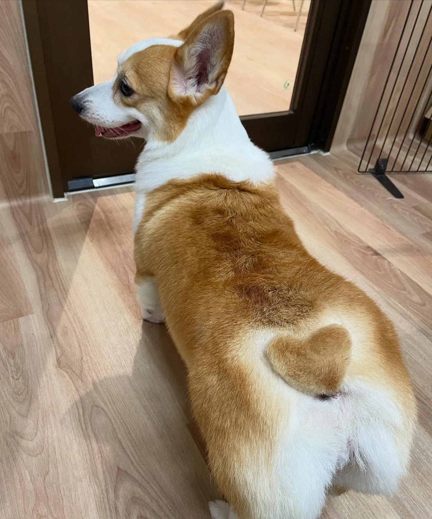 🍃今日のトリミング🍃コーギー🐶｜名東区・千種区・守山区の動物...