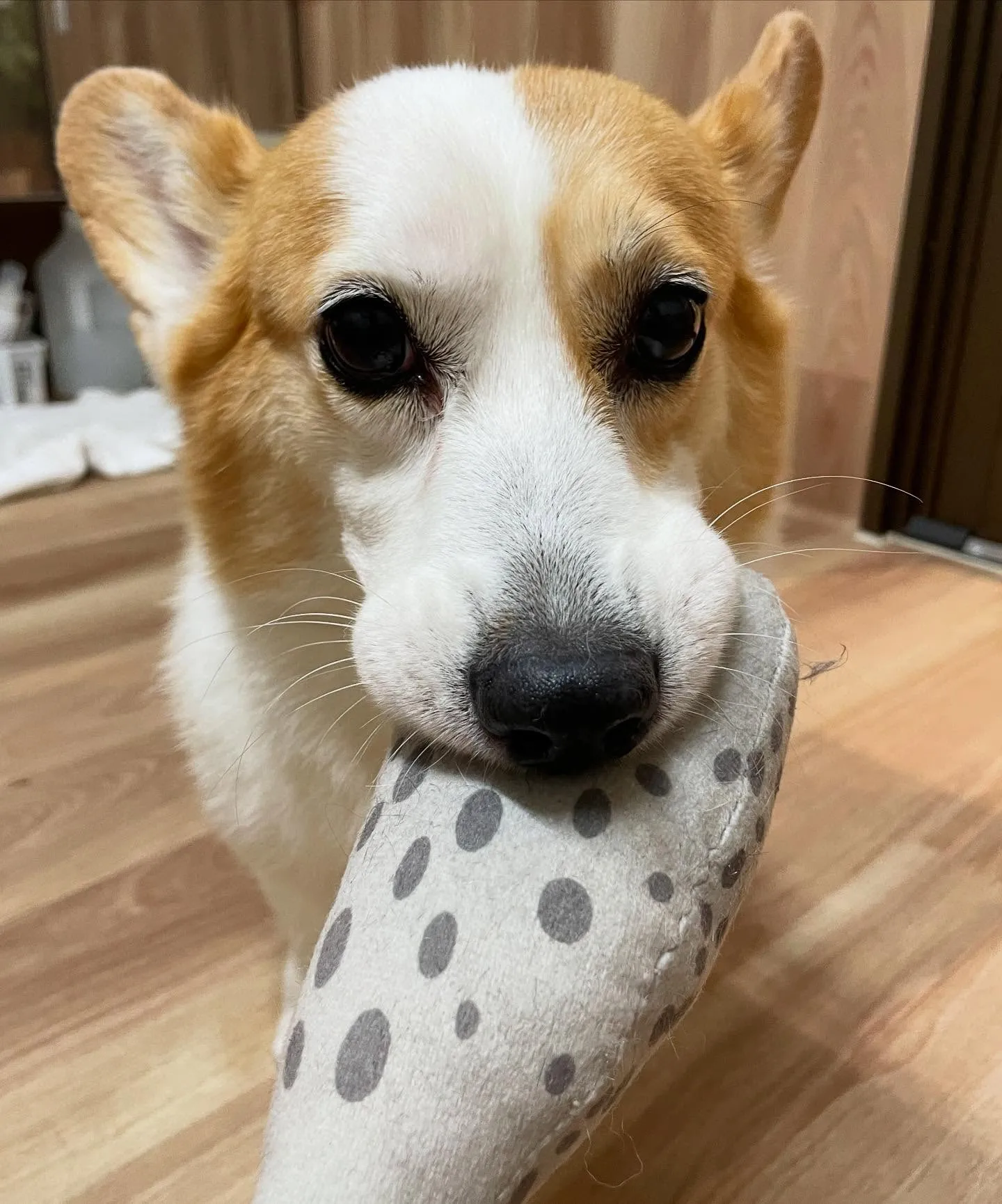 🍃今日のトリミング🍃コーギー🐶｜名東区・千種区・守山区の動物...