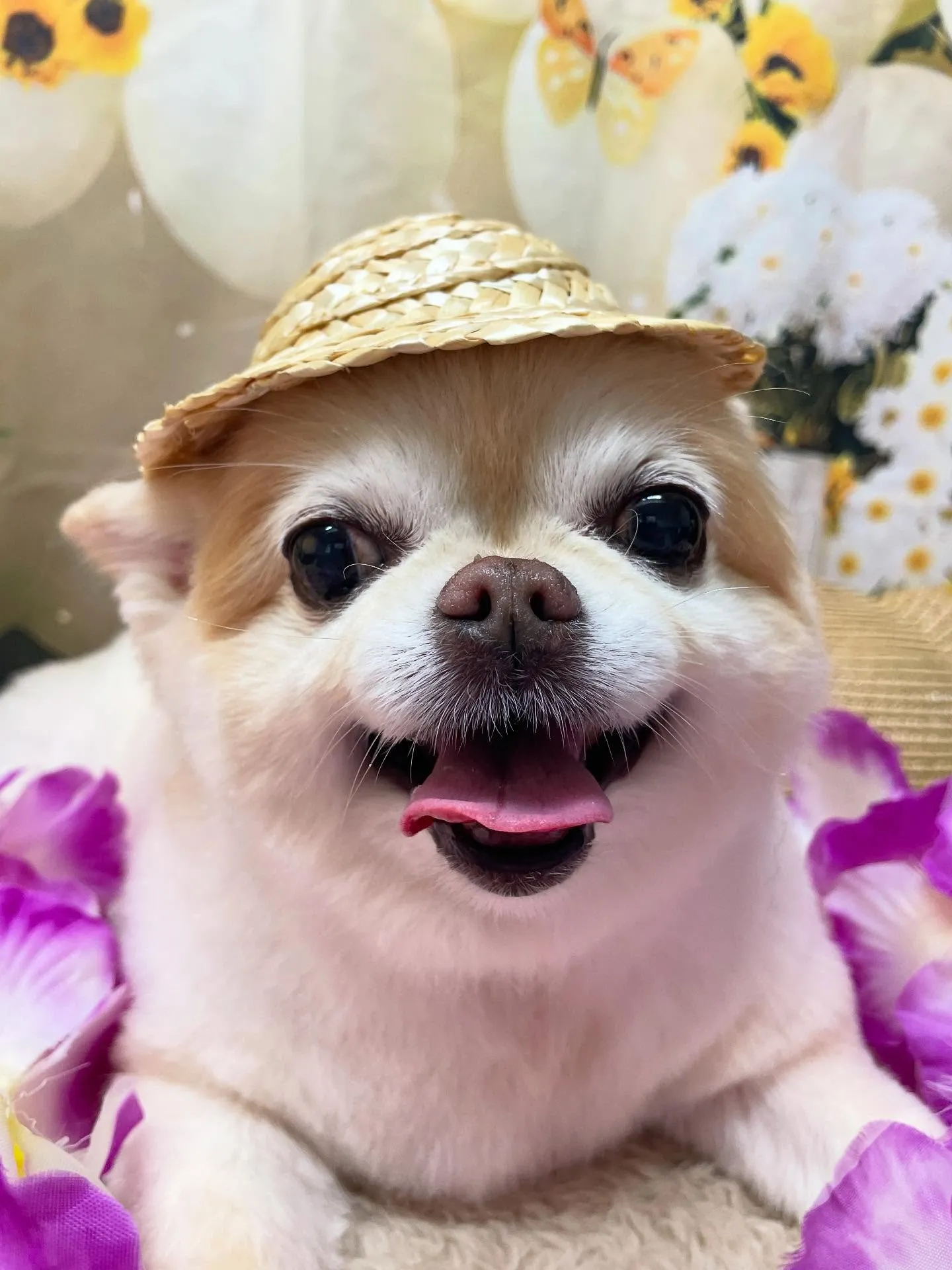 🍃今日のトリミング🍃チワワ🐶｜名東区・千種区・守山区の動物病...