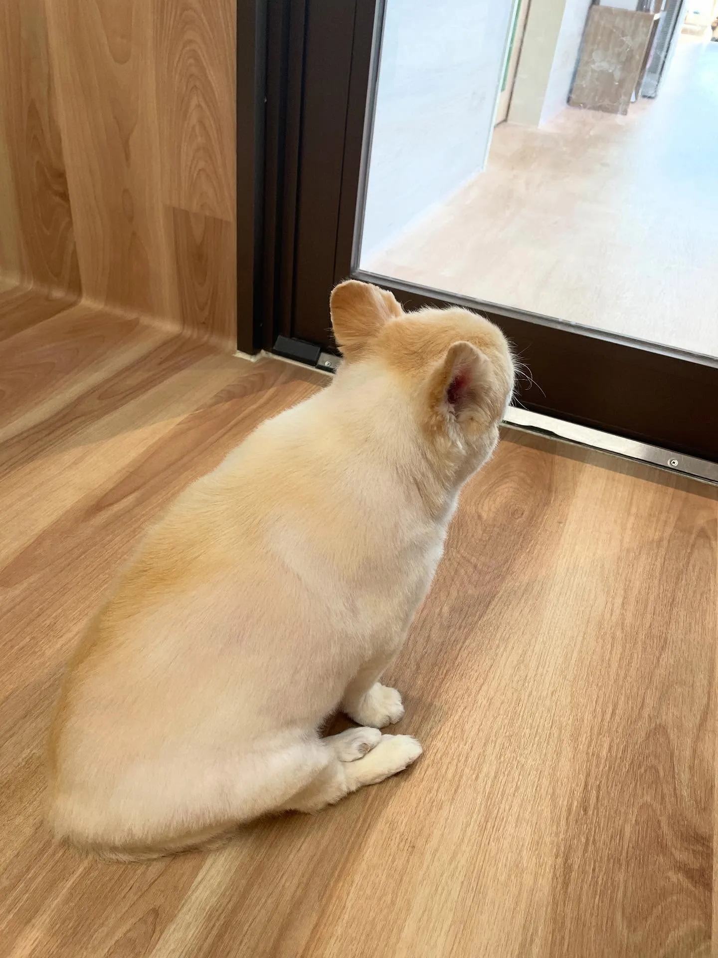 🍃今日のトリミング🍃チワワ🐶｜名東区・千種区・守山区の動物病...