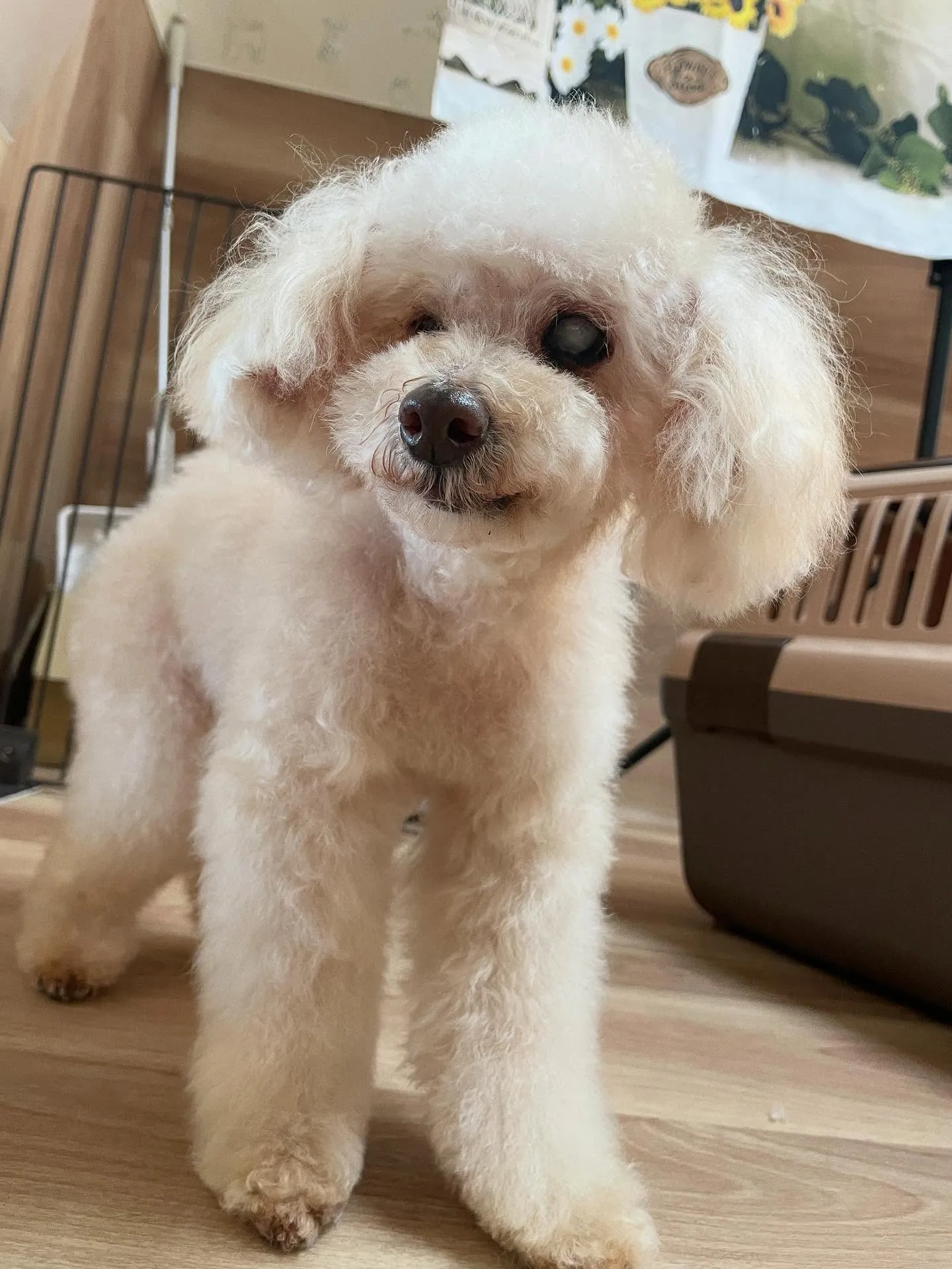 🍃今日のトリミング🍃プードル🐶｜名東区・千種区・守山区の動物...