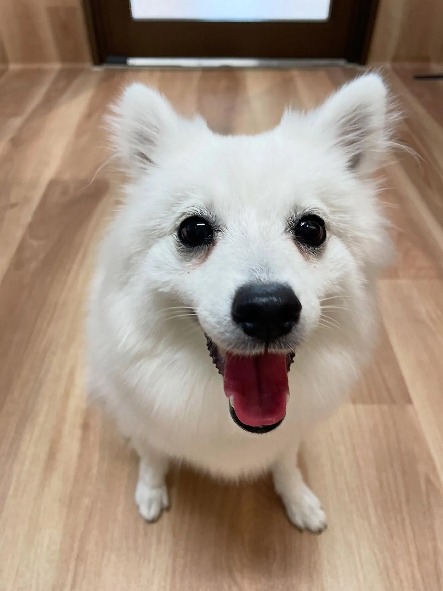 🍃今日のトリミング🍃日本スピッツ🐶｜名東区・千種区・守山区の...