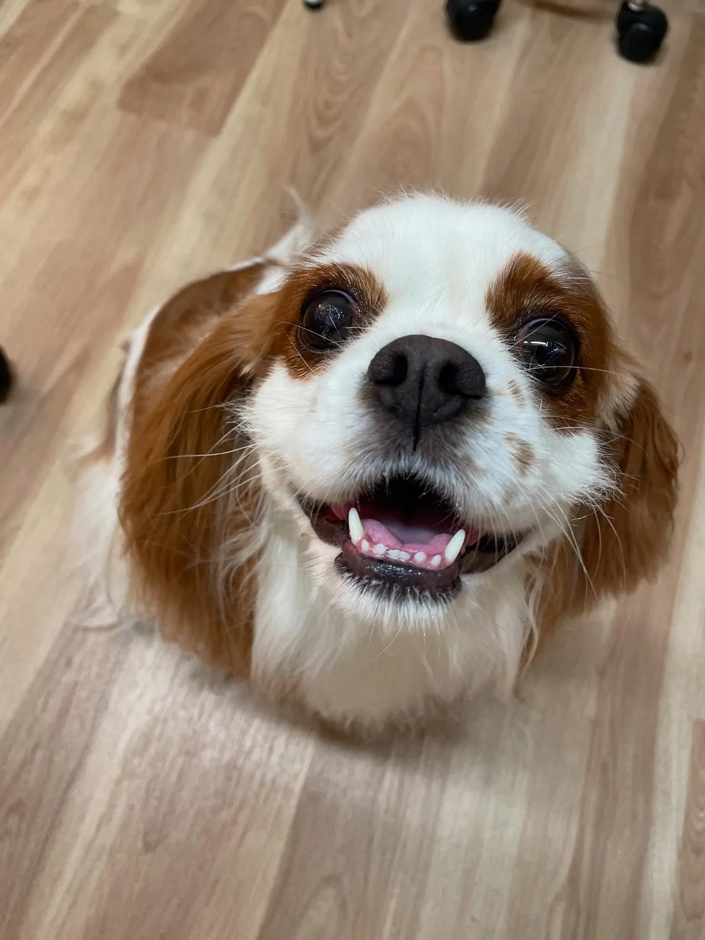 🍃今日のトリミング🍃キャバリア🐶｜名東区・千種区・守山区の動...