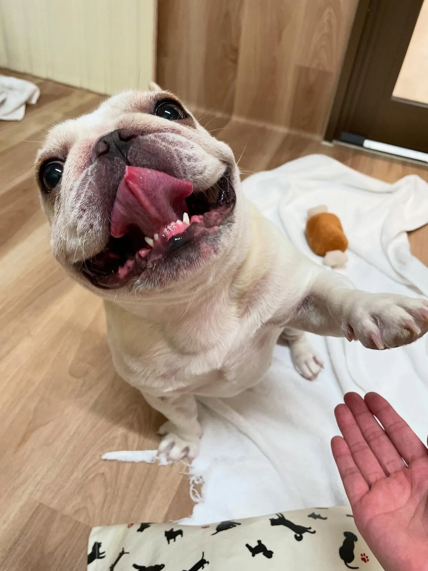🍃今日のトリミング🍃フレブル🐶｜名東区・千種区・守山区の動物...