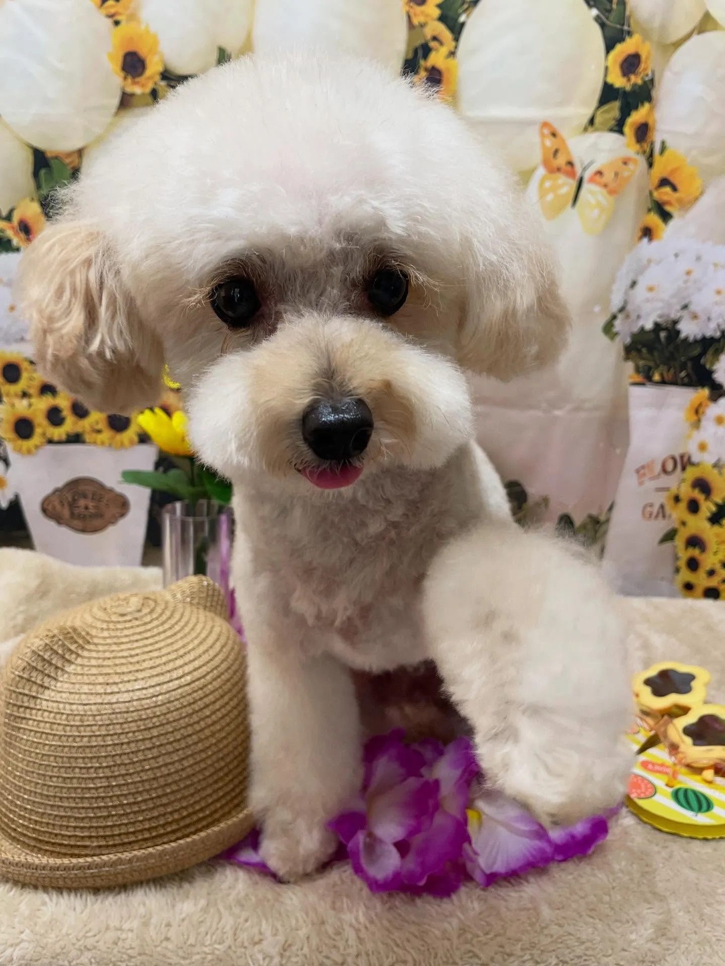 🍃今日のトリミング🍃プードル🐶｜名東区・千種区・守山区の動物...