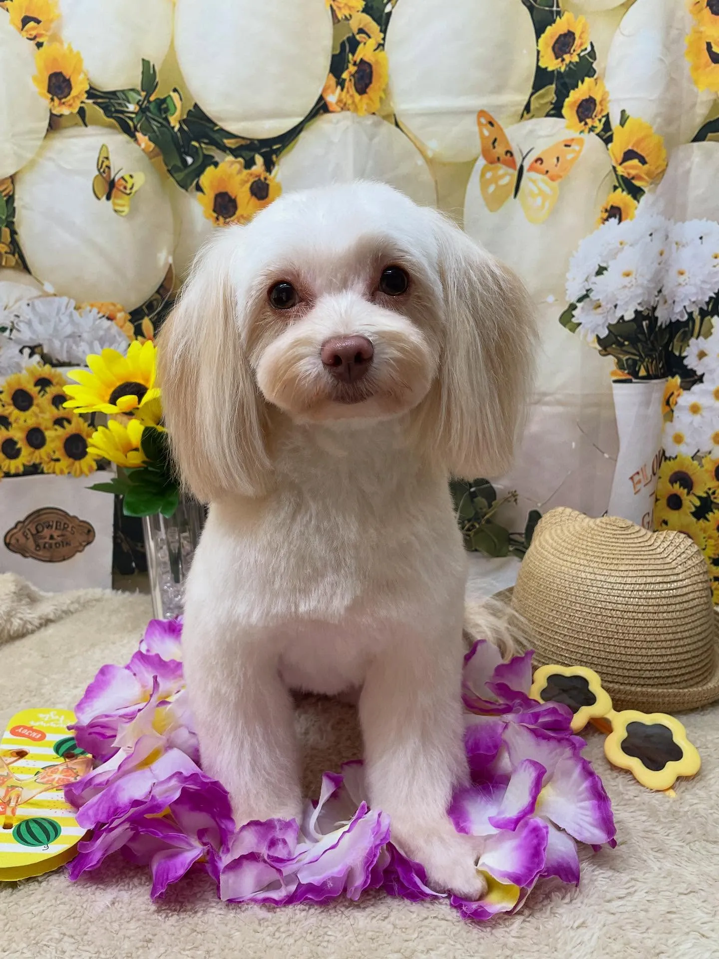 🍃今日のトリミング🍃ミックス犬🐶｜名東区・千種区・守山区の動...