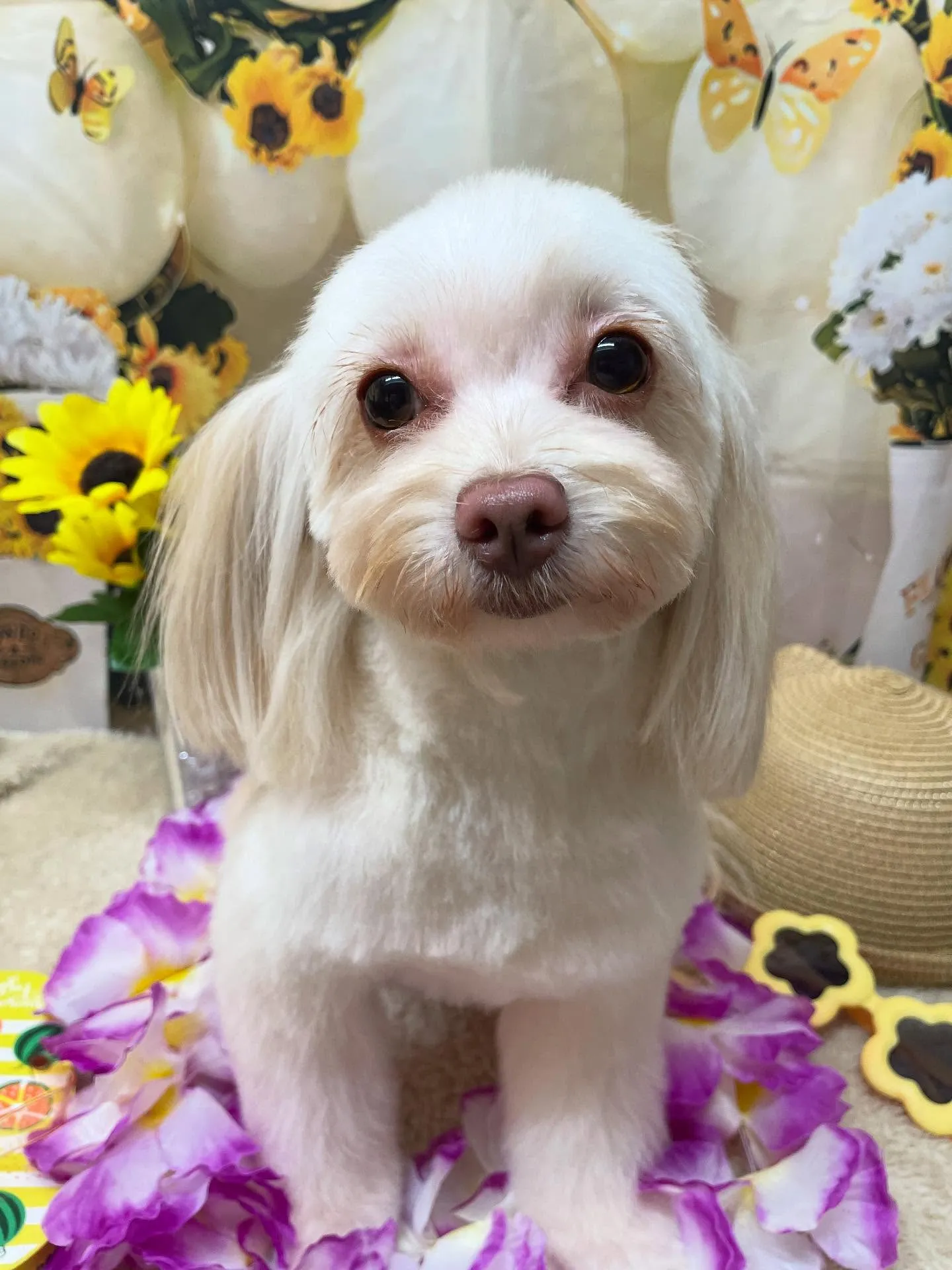 🍃今日のトリミング🍃ミックス犬🐶｜名東区・千種区・守山区の動...