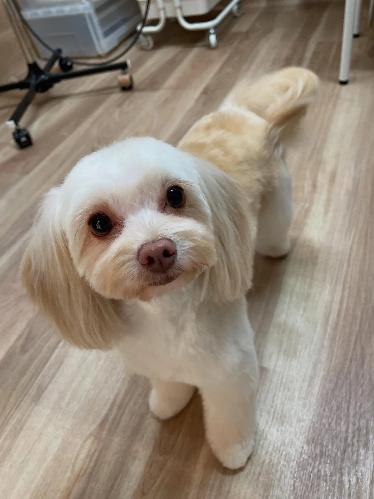 🍃今日のトリミング🍃ミックス犬🐶｜名東区・千種区・守山区の動...