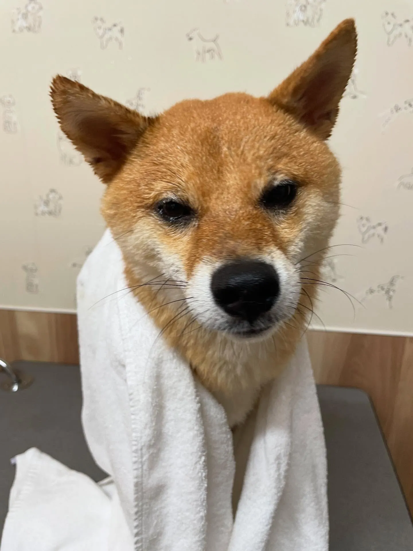 🍃今日のトリミング🍃柴犬🐶｜名東区・千種区・守山区の動物病院...