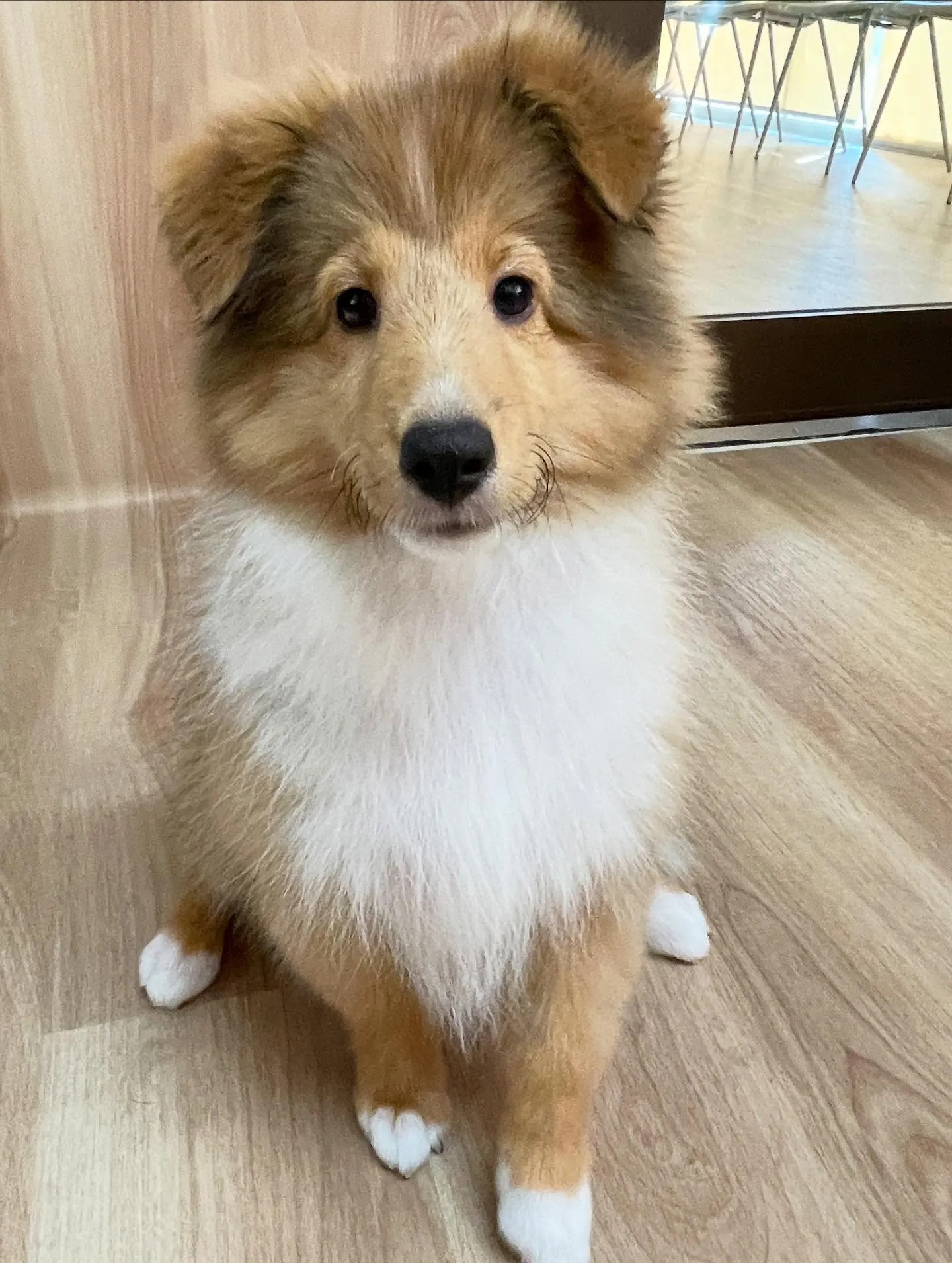 🍃今日のトリミング🍃シェルティ🐶｜名東区・千種区・守山区の動...
