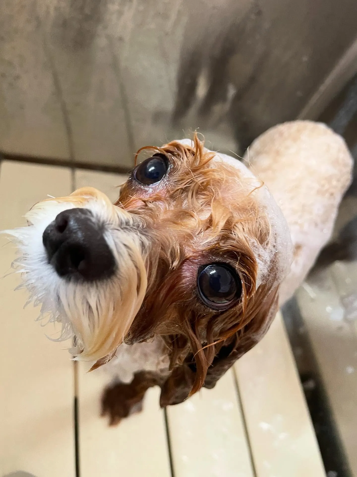 🍃今日のトリミング🍃ミックス犬🐶チワワ🐶｜名東区・千種区・守...