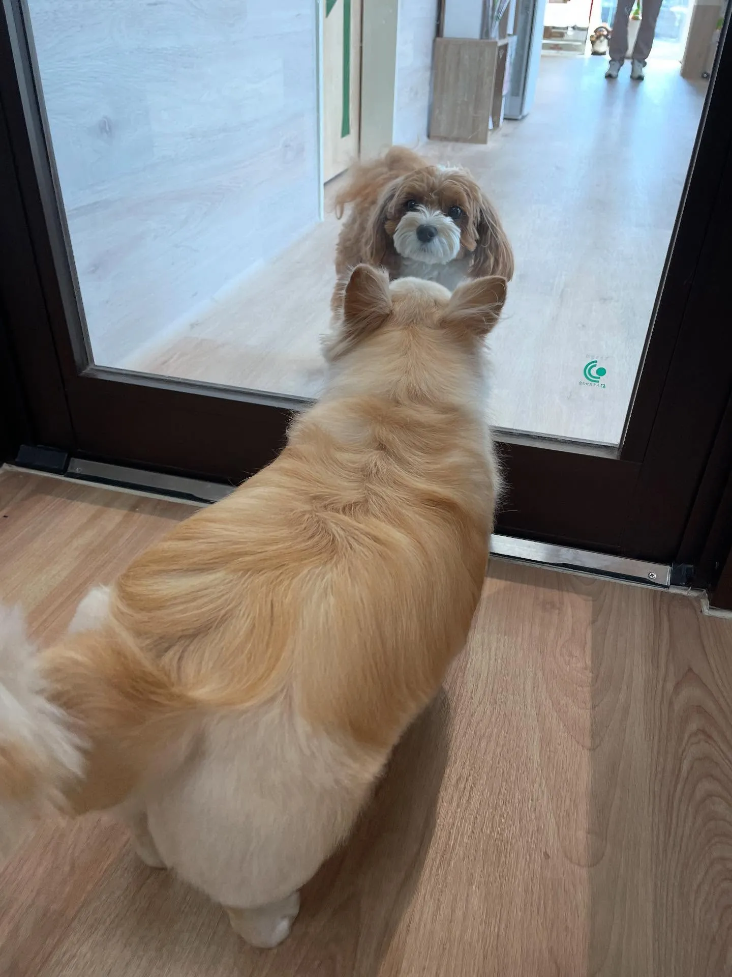 🍃今日のトリミング🍃ミックス犬🐶チワワ🐶｜名東区・千種区・守...