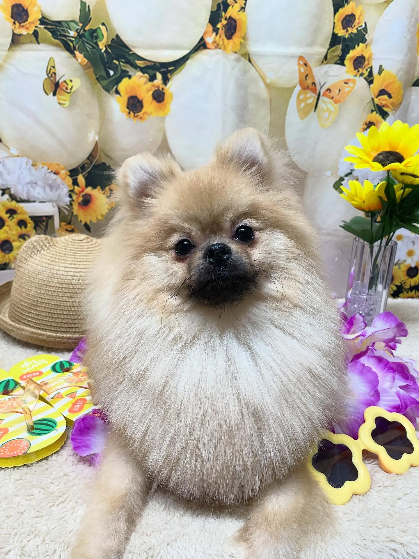 🍃今日のトリミング🍃ポメラニアン🐶｜名東区・千種区・守山区の...