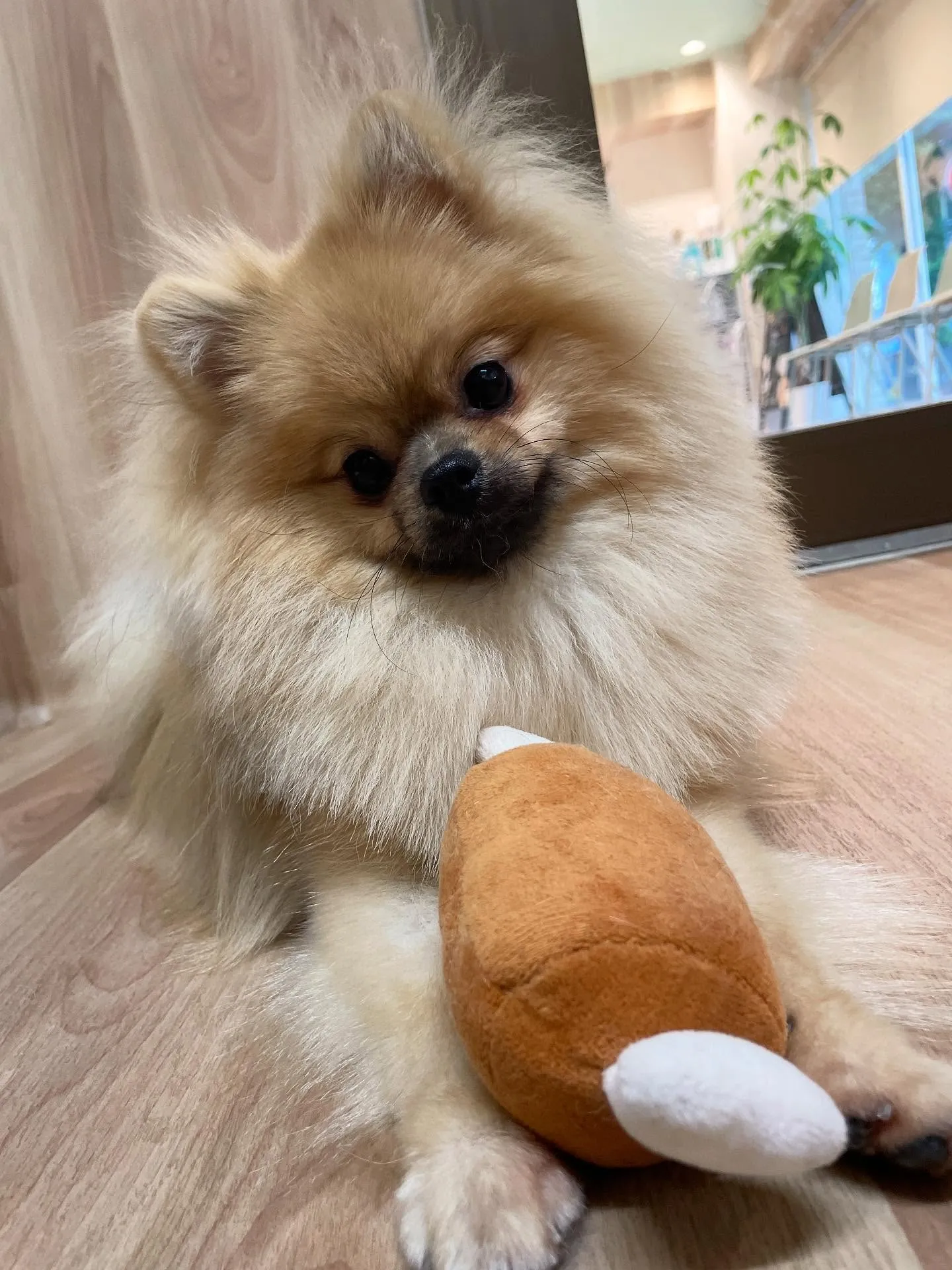 🍃今日のトリミング🍃ポメラニアン🐶｜名東区・千種区・守山区の...