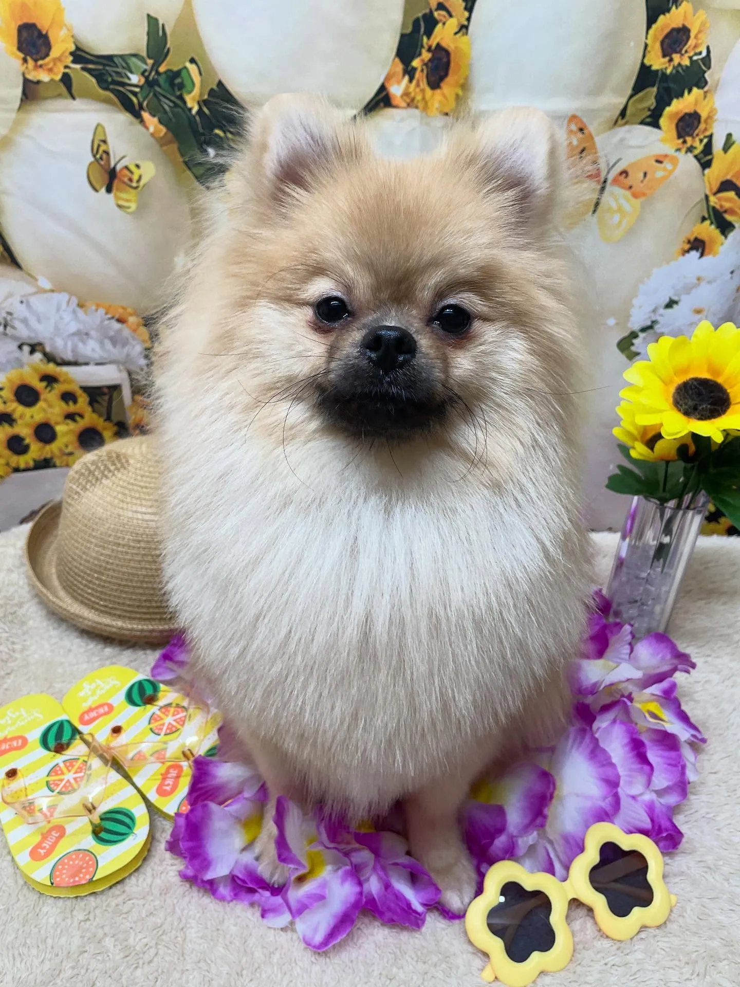 🍃今日のトリミング🍃ポメラニアン🐶｜名東区・千種区・守山区の...