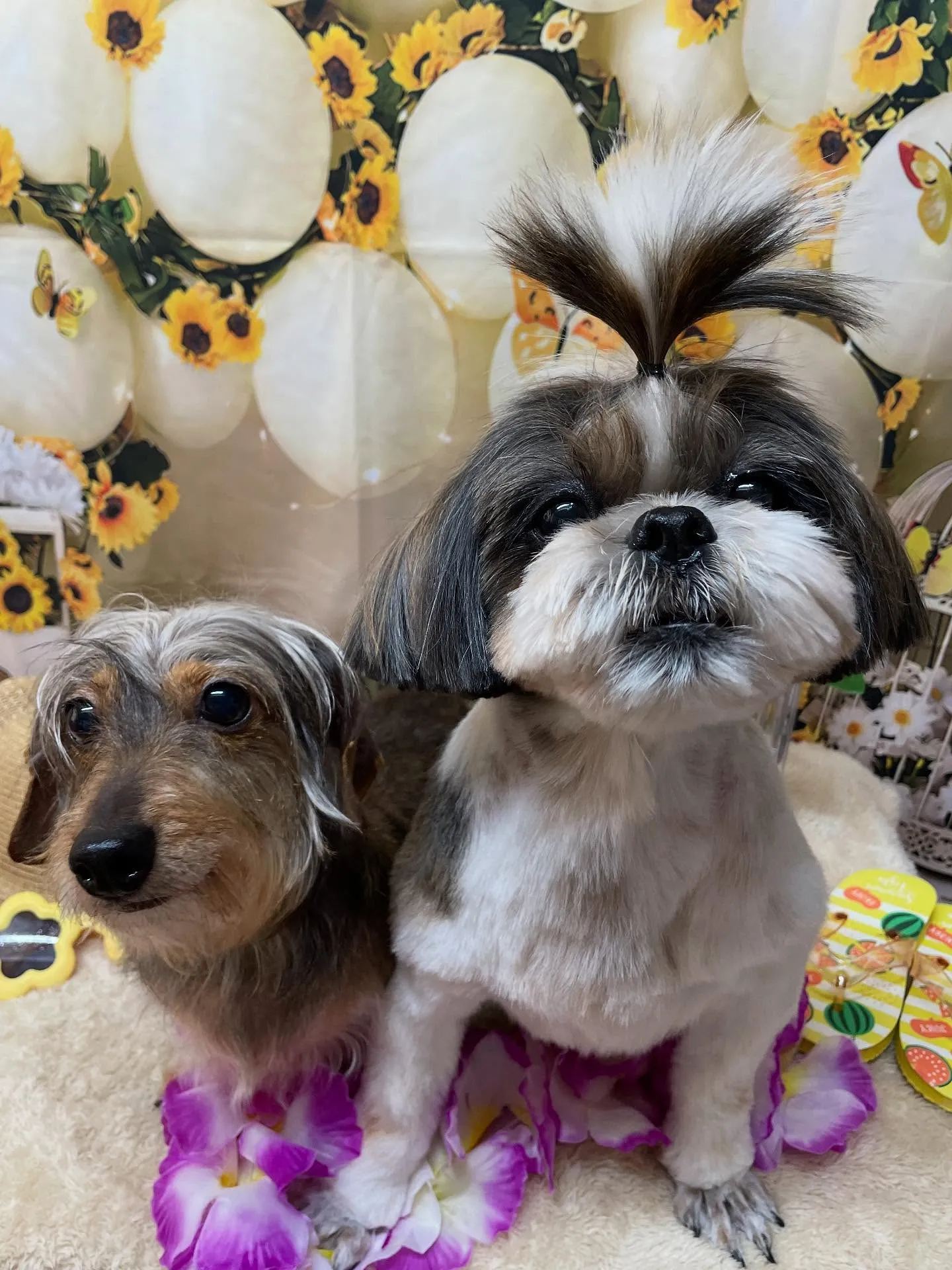 🍃今日のトリミング🍃シーズー🐶ダックス🐶｜名東区・千種区・守...