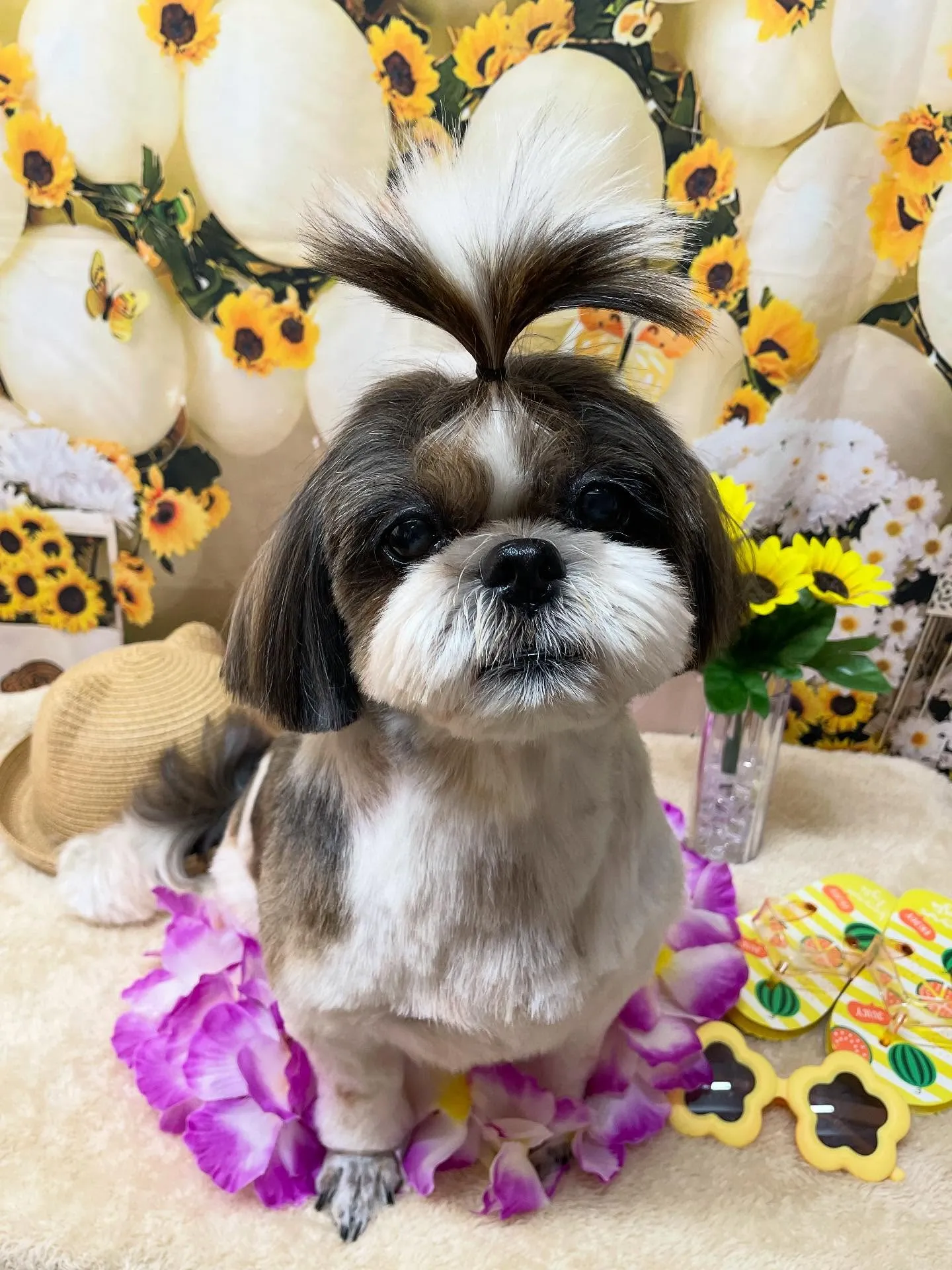 🍃今日のトリミング🍃シーズー🐶ダックス🐶｜名東区・千種区・守...