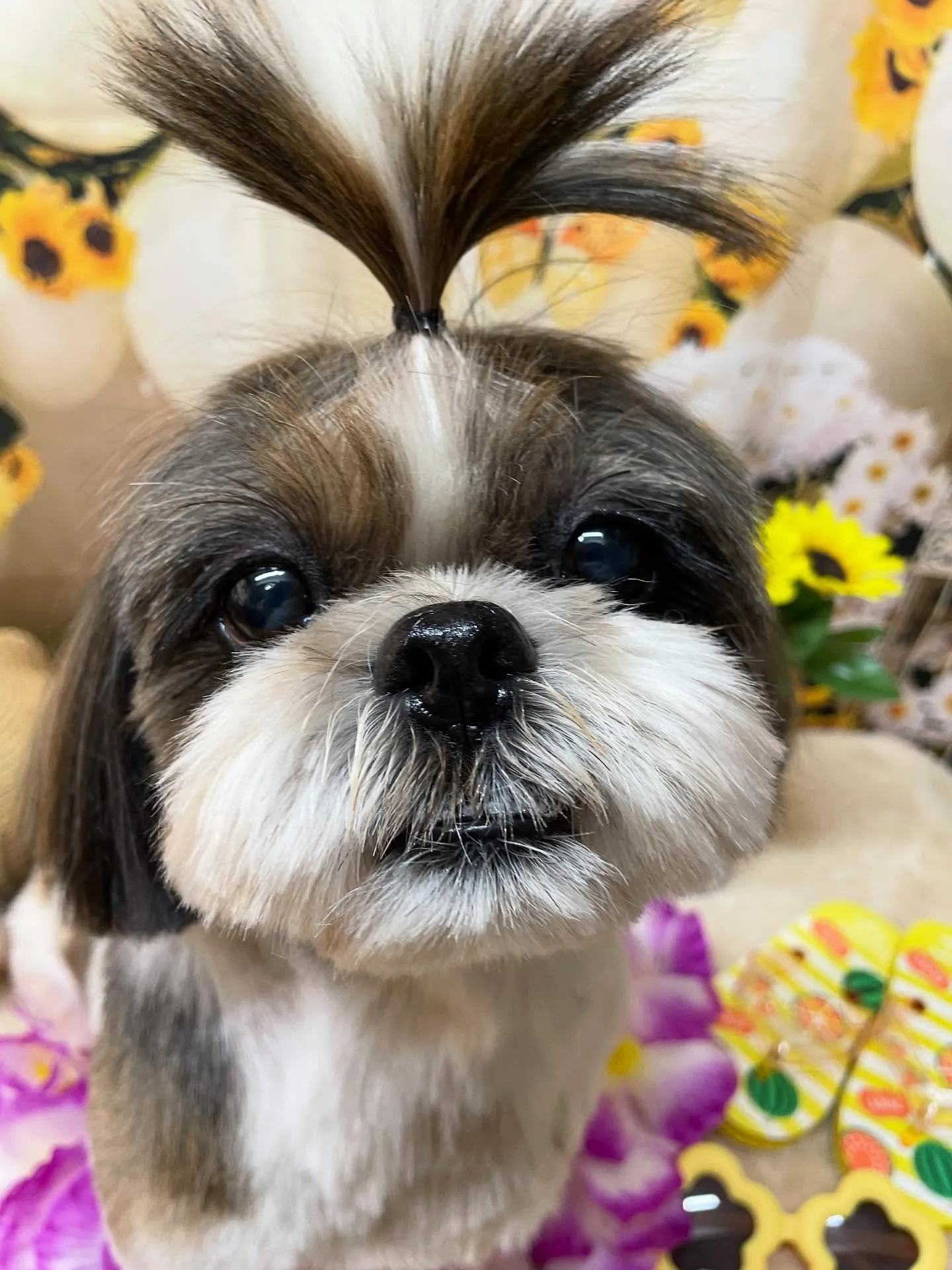 🍃今日のトリミング🍃シーズー🐶ダックス🐶｜名東区・千種区・守...