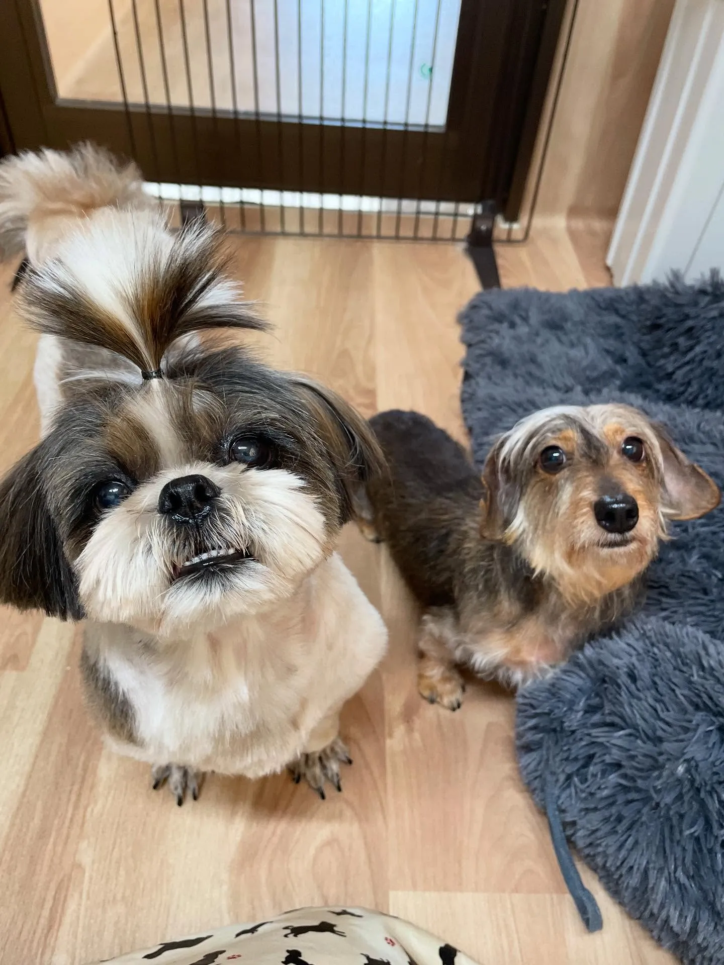 🍃今日のトリミング🍃シーズー🐶ダックス🐶｜名東区・千種区・守...