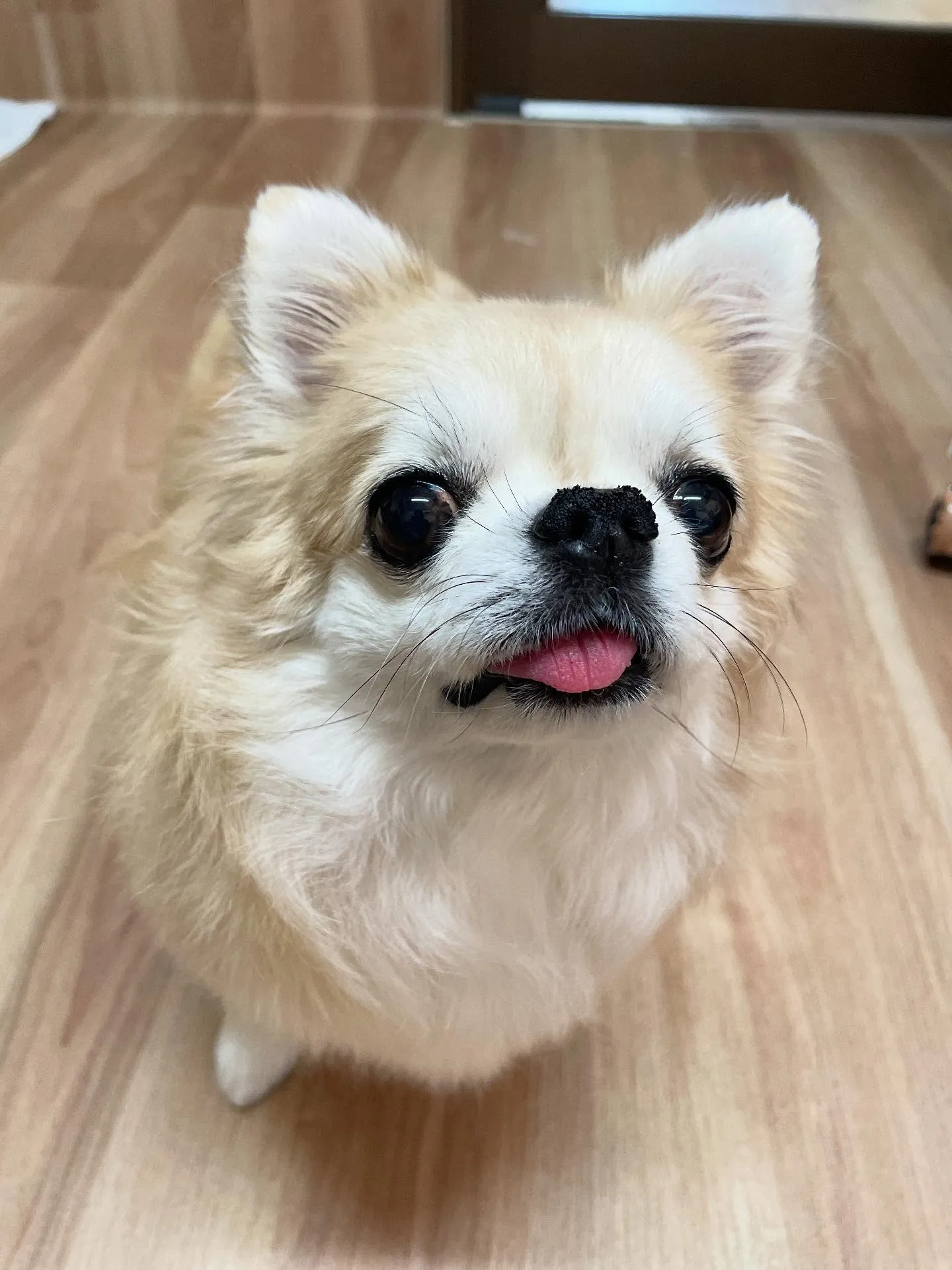 🍃今日のトリミング🍃チワワ🐶｜名東区・千種区・守山区の動物病...