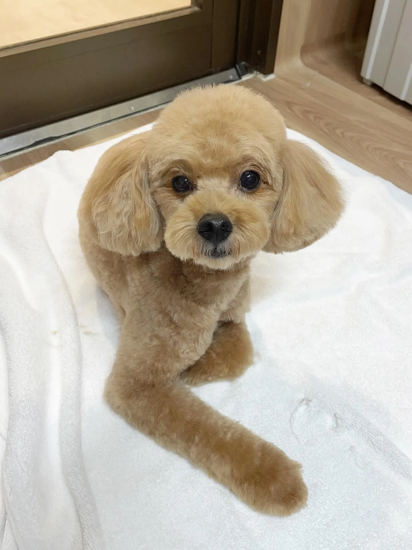 🍃今日のトリミング🍃プードル🐶｜名東区・千種区・守山区の動物...