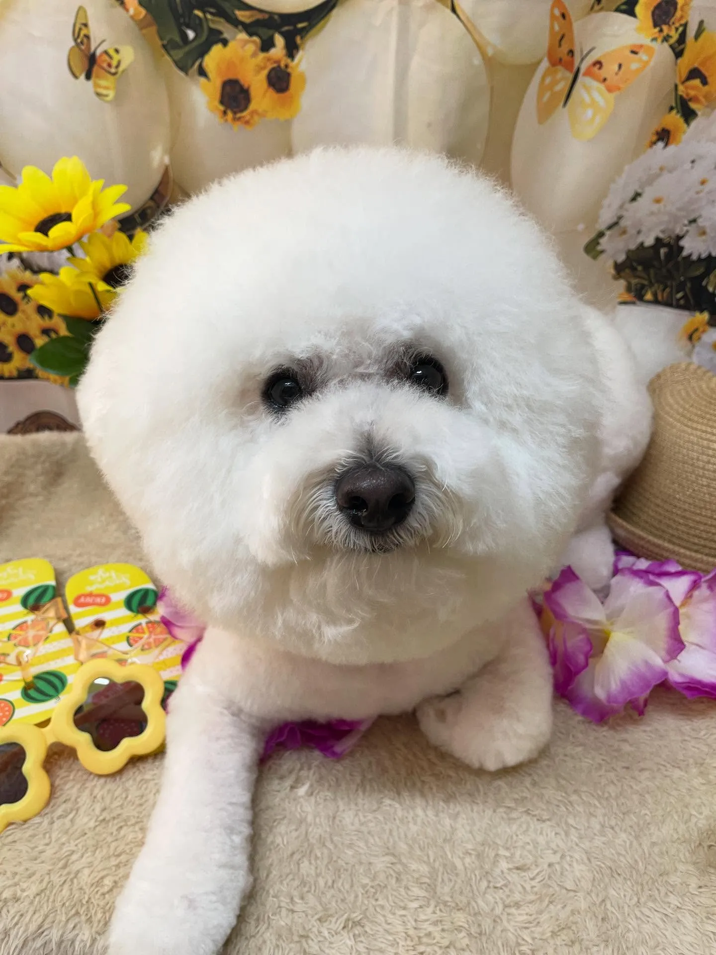 🍃今日のトリミング🍃ビションフリーゼ🐶｜名東区・千種区・守山...