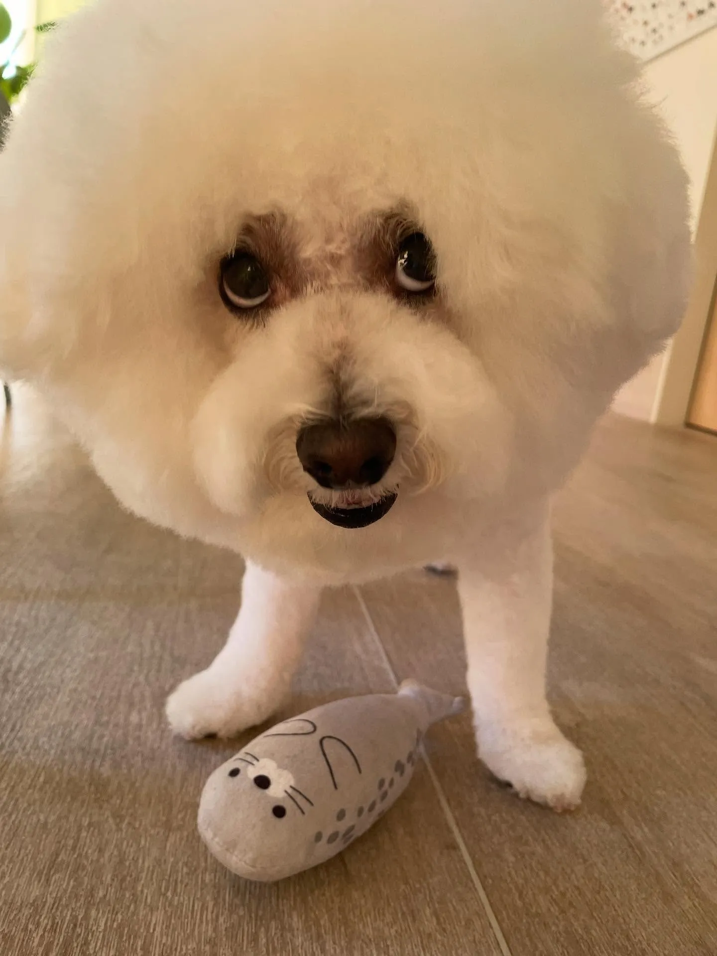 🍃今日のトリミング🍃ビションフリーゼ🐶｜名東区・千種区・守山...