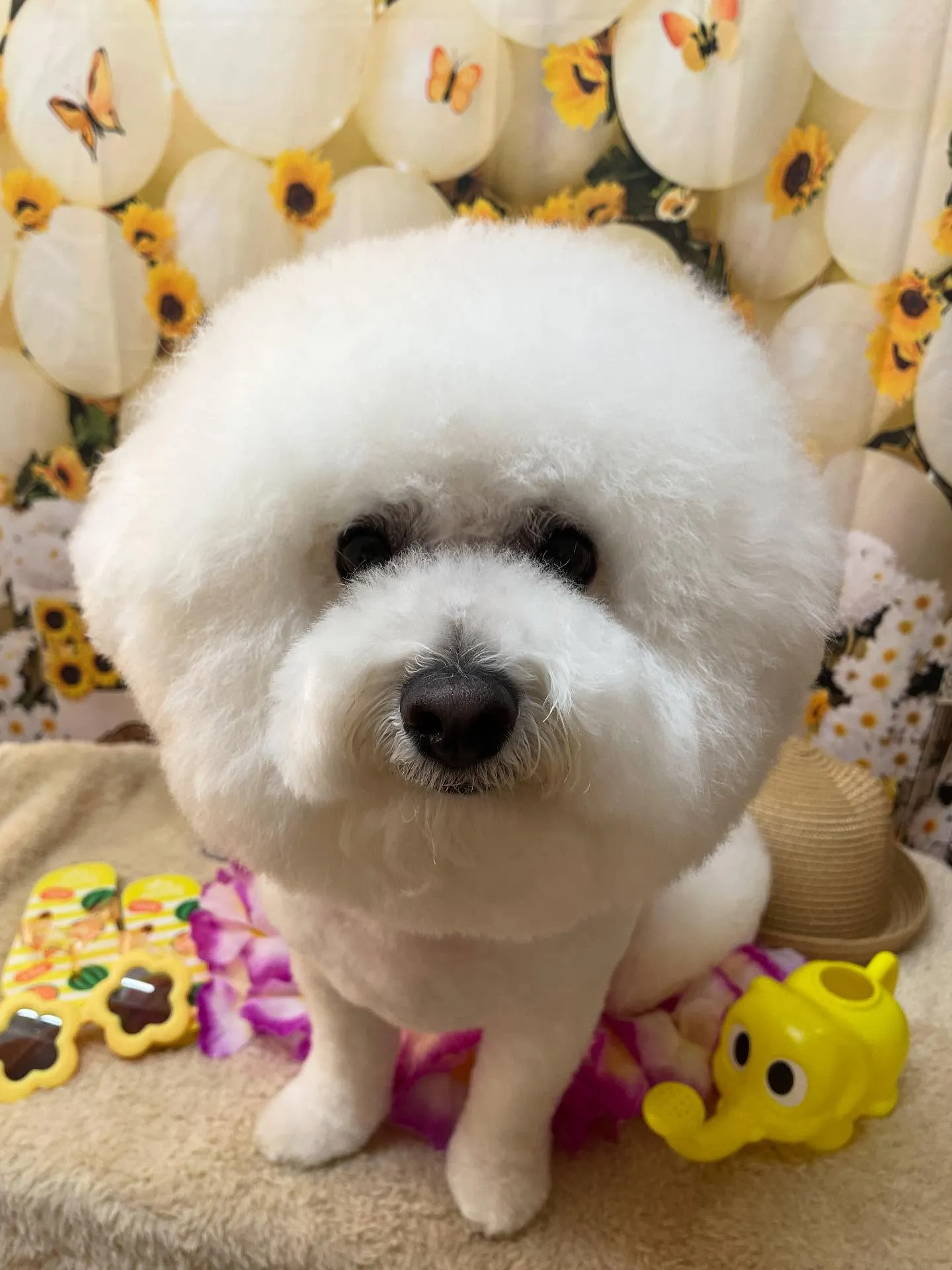 🍃今日のトリミング🍃ビションフリーゼ🐶｜名東区・千種区・守山...