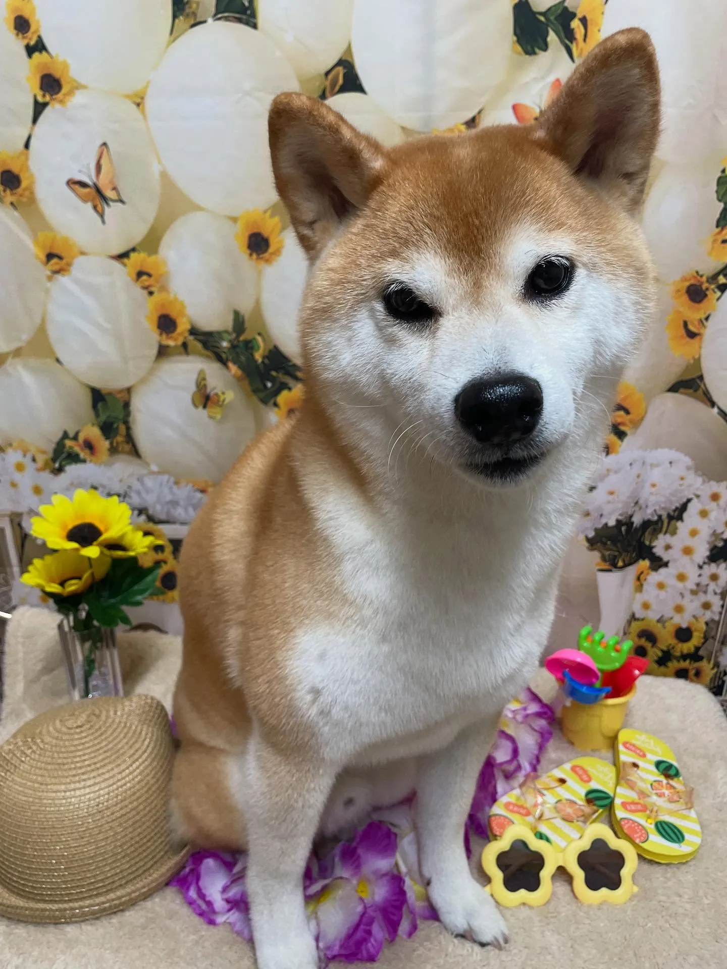 🍃今日のトリミング🍃柴犬🐶｜名東区・千種区・守山区の動物病院...
