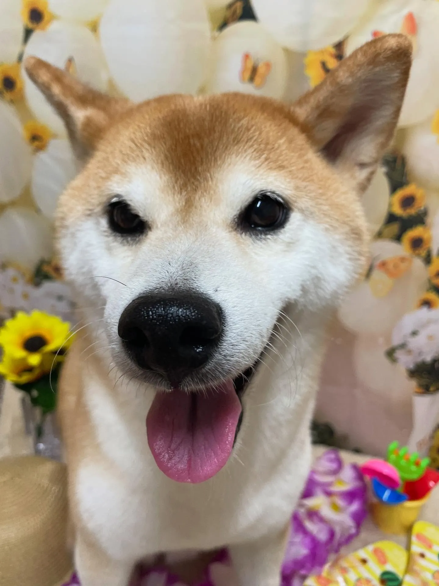 🍃今日のトリミング🍃柴犬🐶｜名東区・千種区・守山区の動物病院...