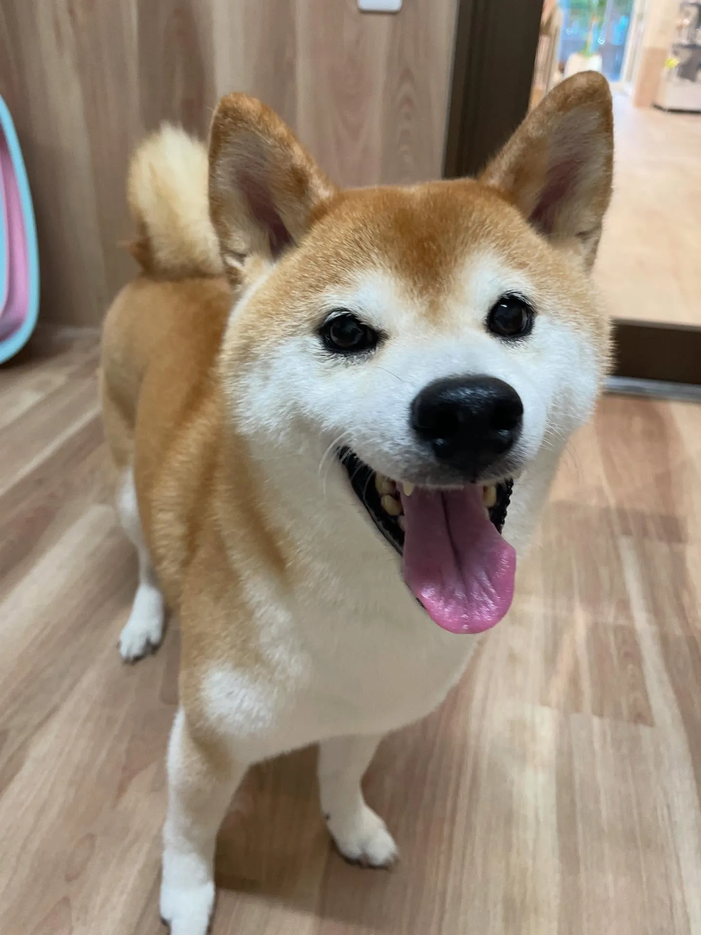 🍃今日のトリミング🍃柴犬🐶｜名東区・千種区・守山区の動物病院...