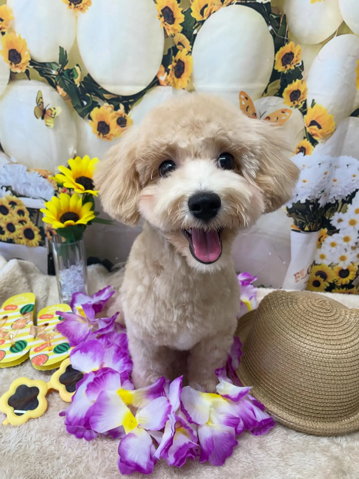 🍃今日のトリミング🍃ミックス犬🐶｜名東区・千種区・守山区の動...