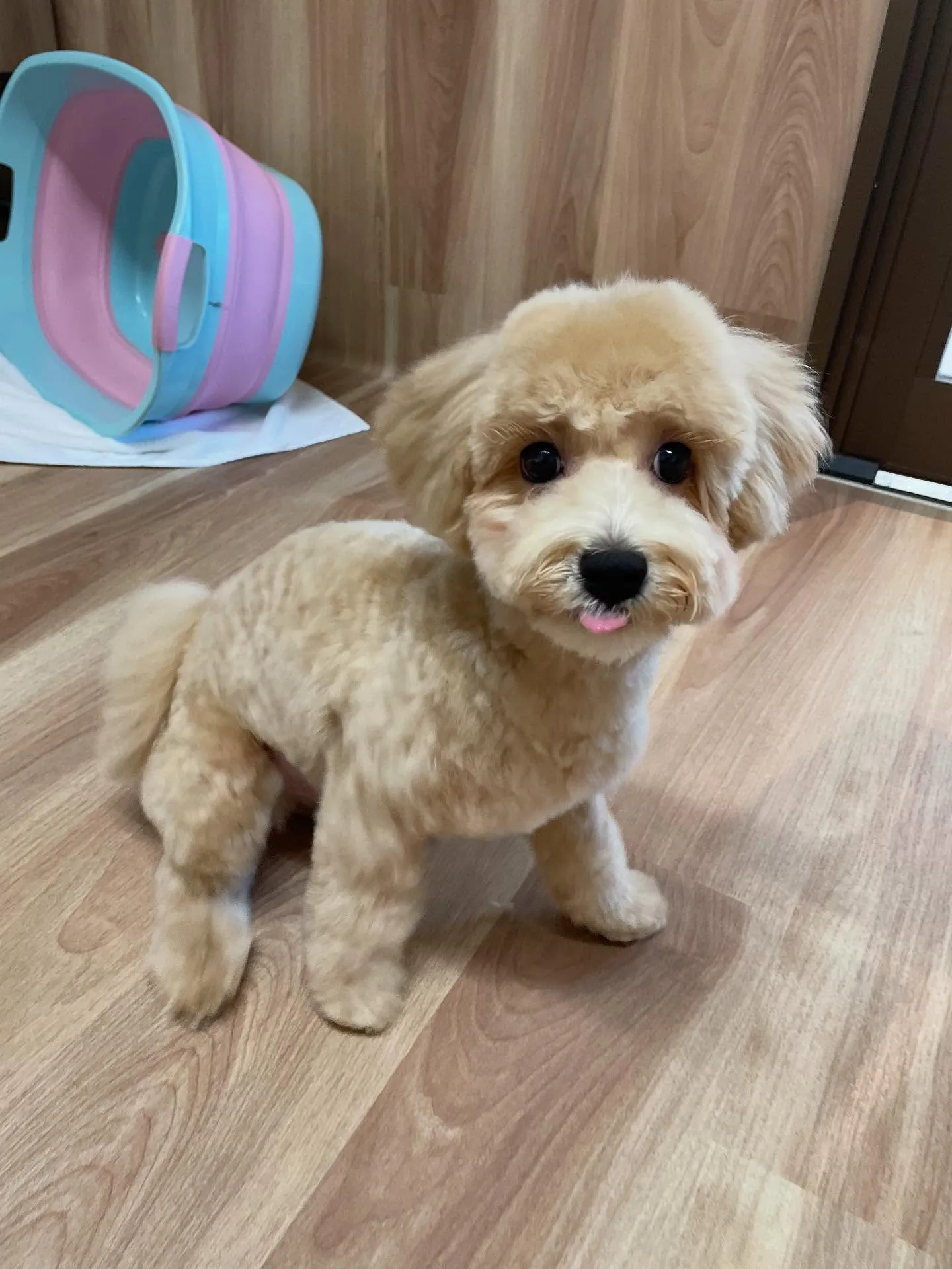 🍃今日のトリミング🍃ミックス犬🐶｜名東区・千種区・守山区の動...