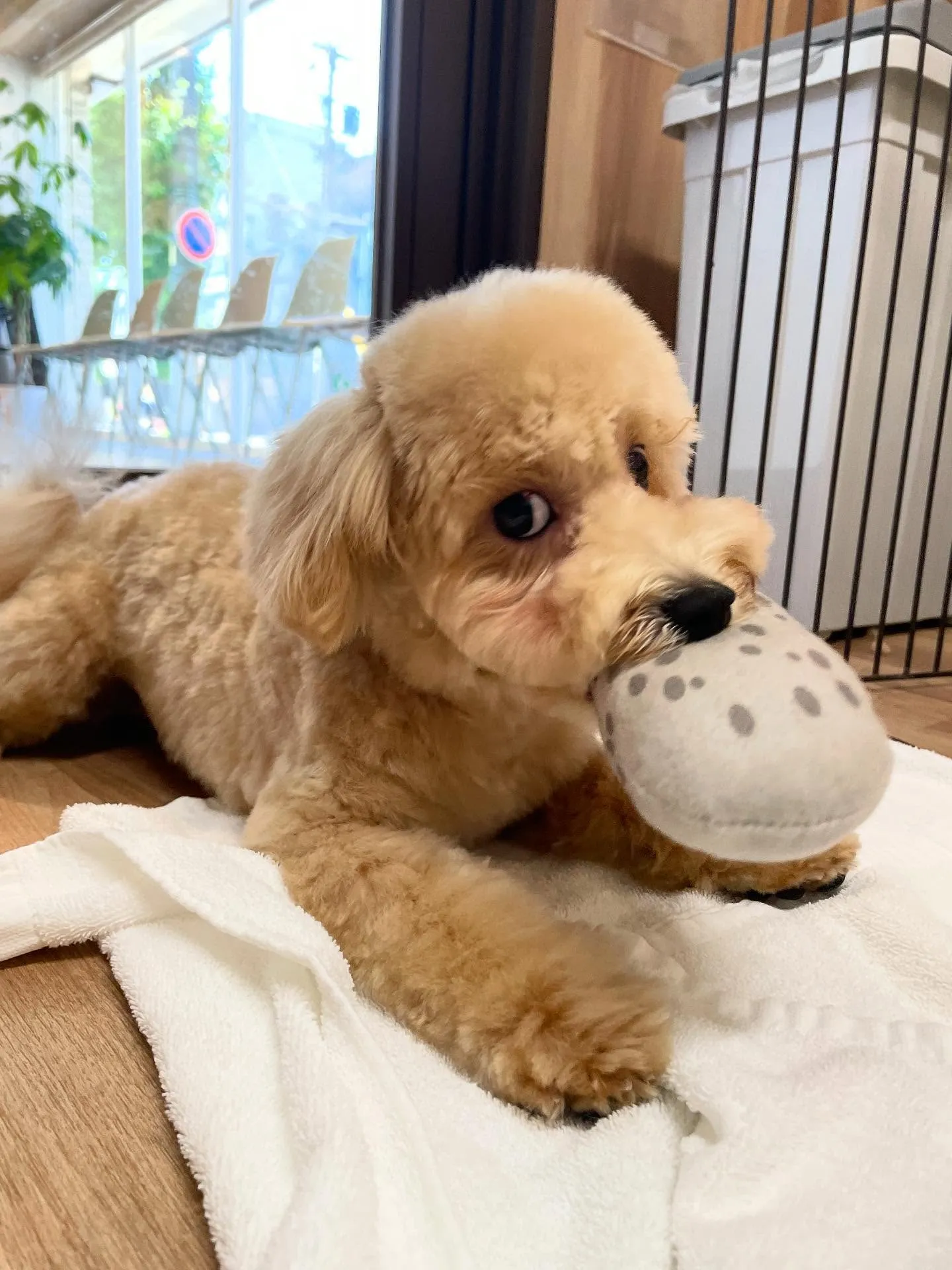 🍃今日のトリミング🍃ミックス犬🐶｜名東区・千種区・守山区の動...