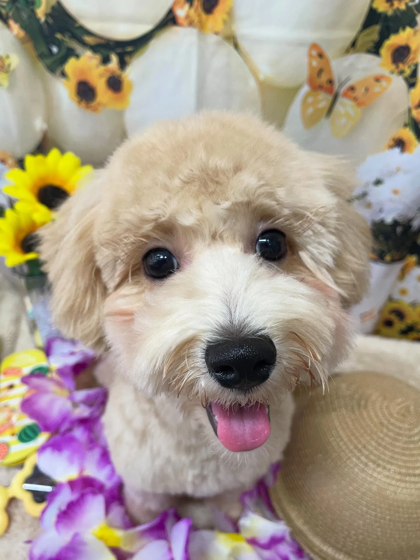 🍃今日のトリミング🍃ミックス犬🐶｜名東区・千種区・守山区の動...