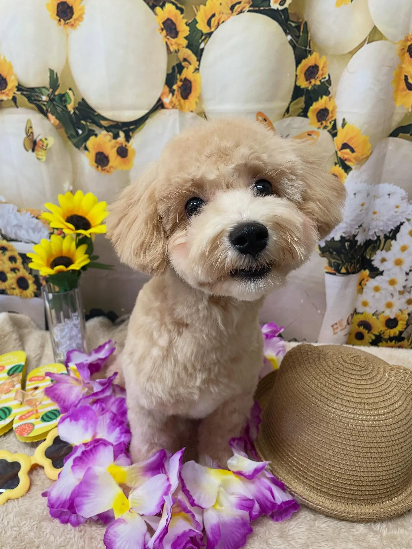 🍃今日のトリミング🍃ミックス犬🐶｜名東区・千種区・守山区の動...