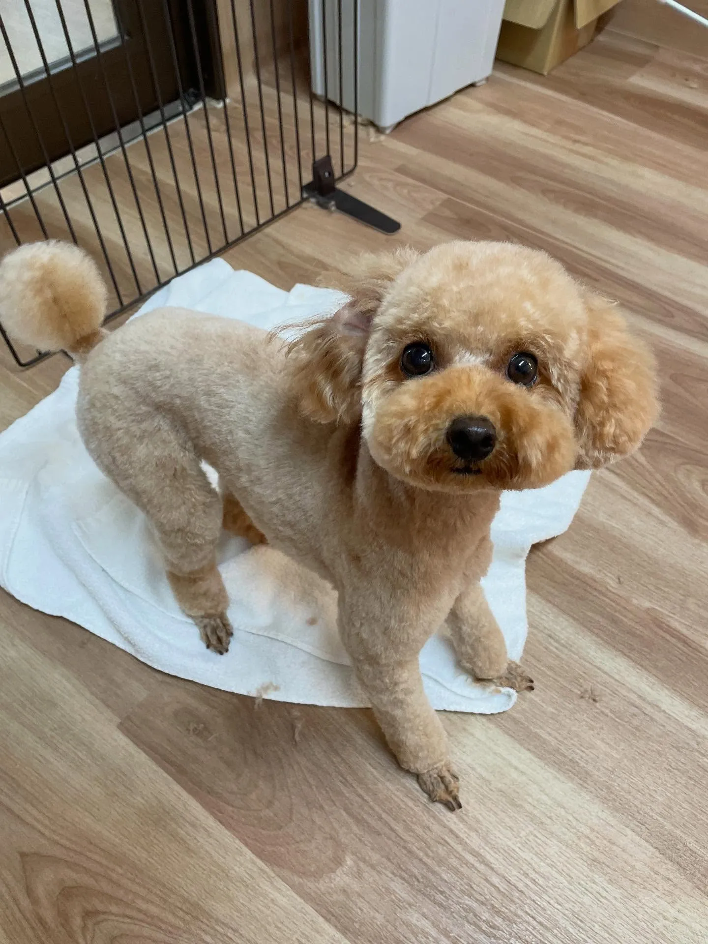 🍃今日のトリミング🍃プードル🐶｜名東区・千種区・守山区の動物...