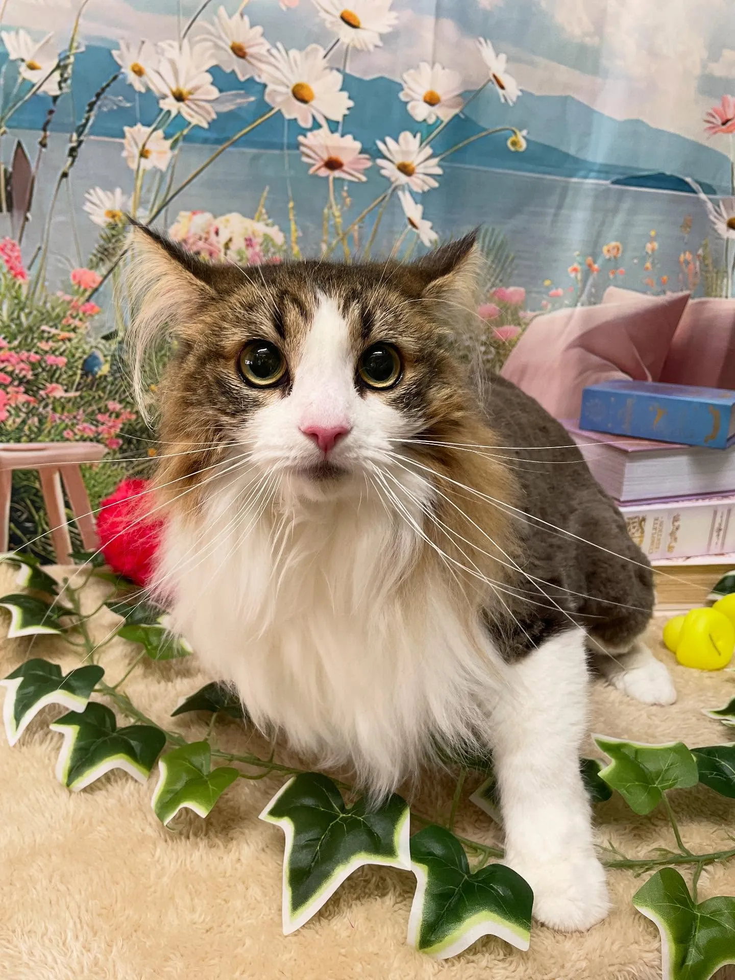 🍃今日のトリミング🍃ノルウェージャンフォレストキャット🐱｜名...