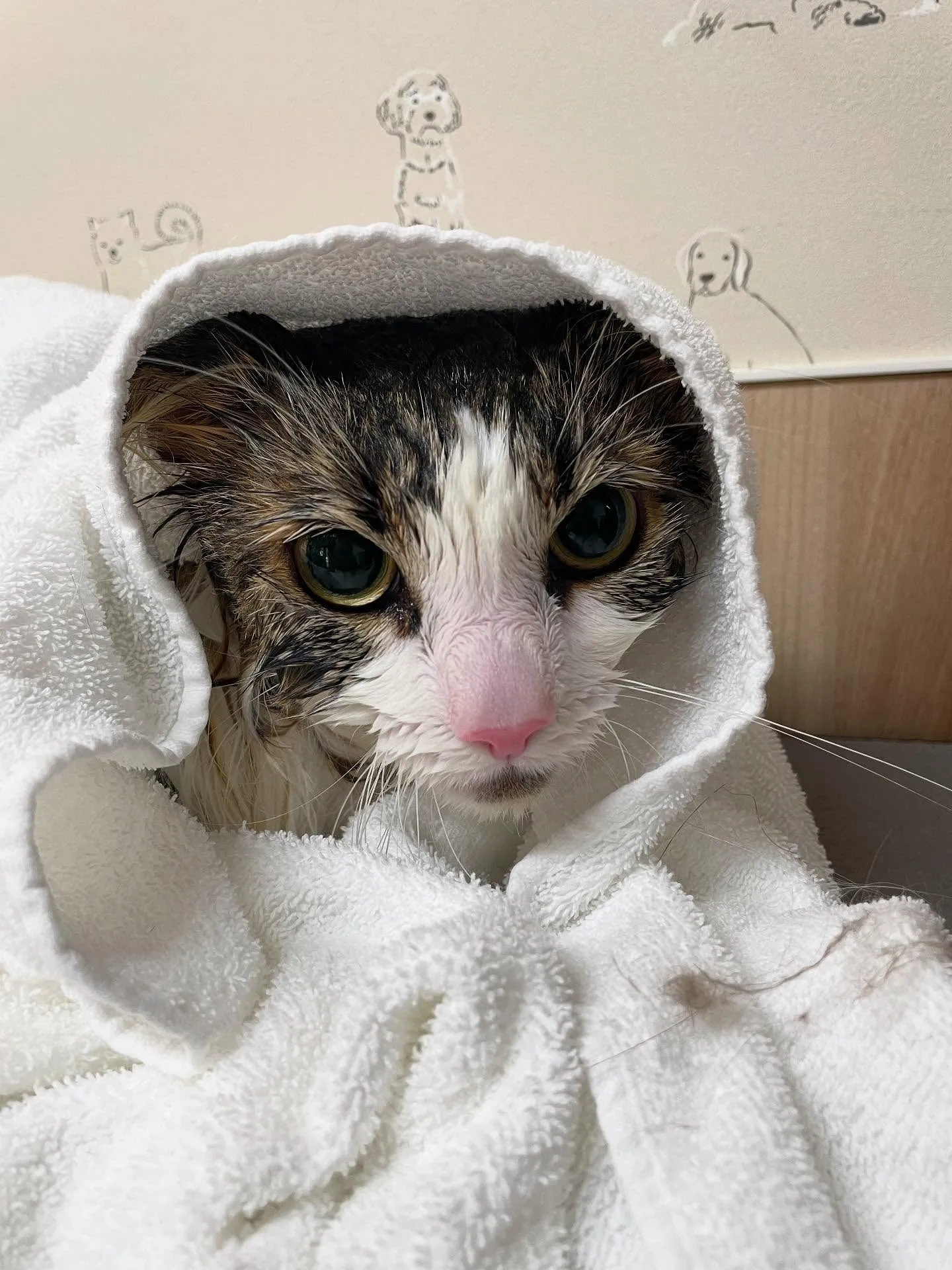 🍃今日のトリミング🍃ノルウェージャンフォレストキャット🐱｜名...