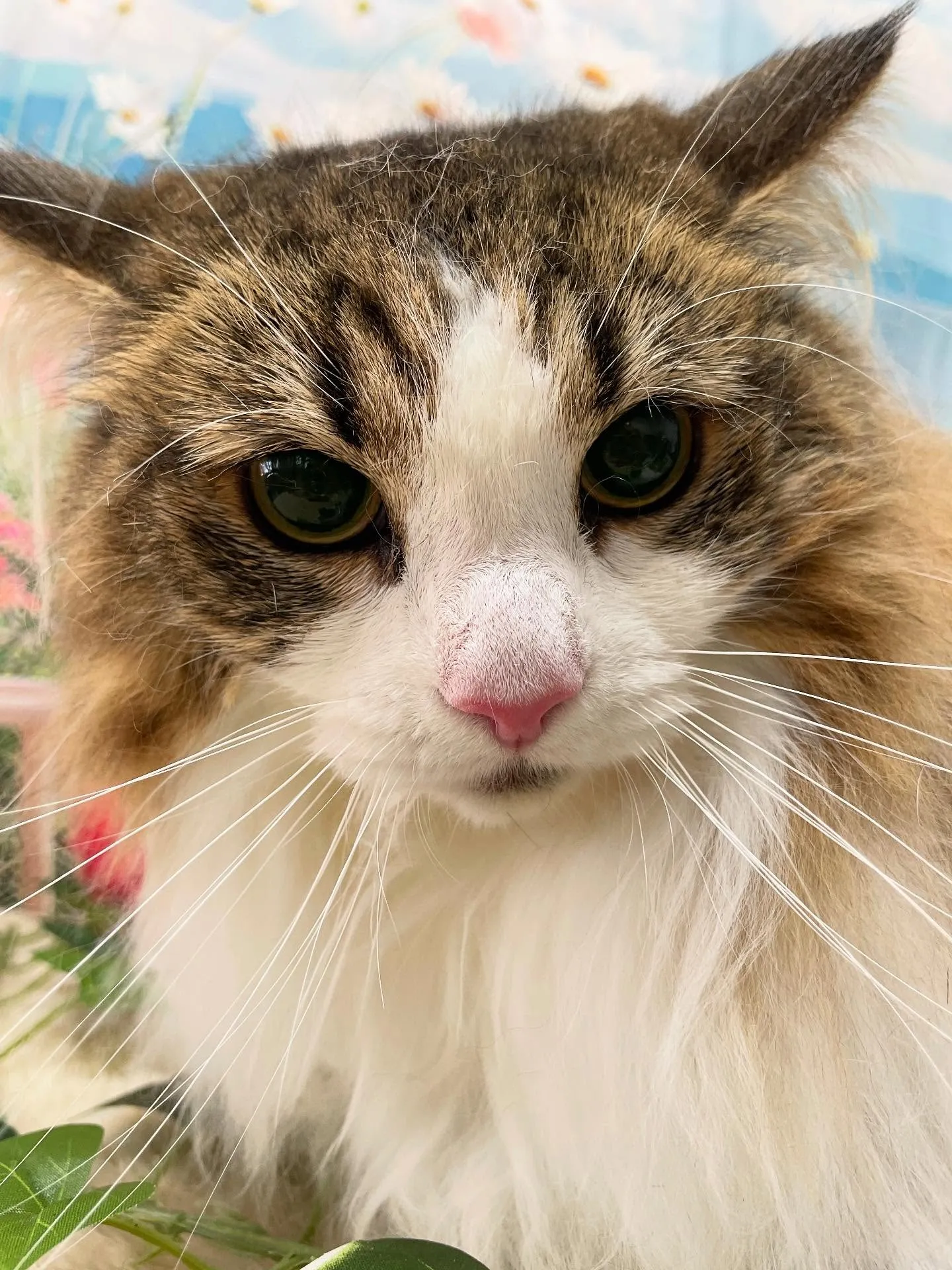🍃今日のトリミング🍃ノルウェージャンフォレストキャット🐱｜名...