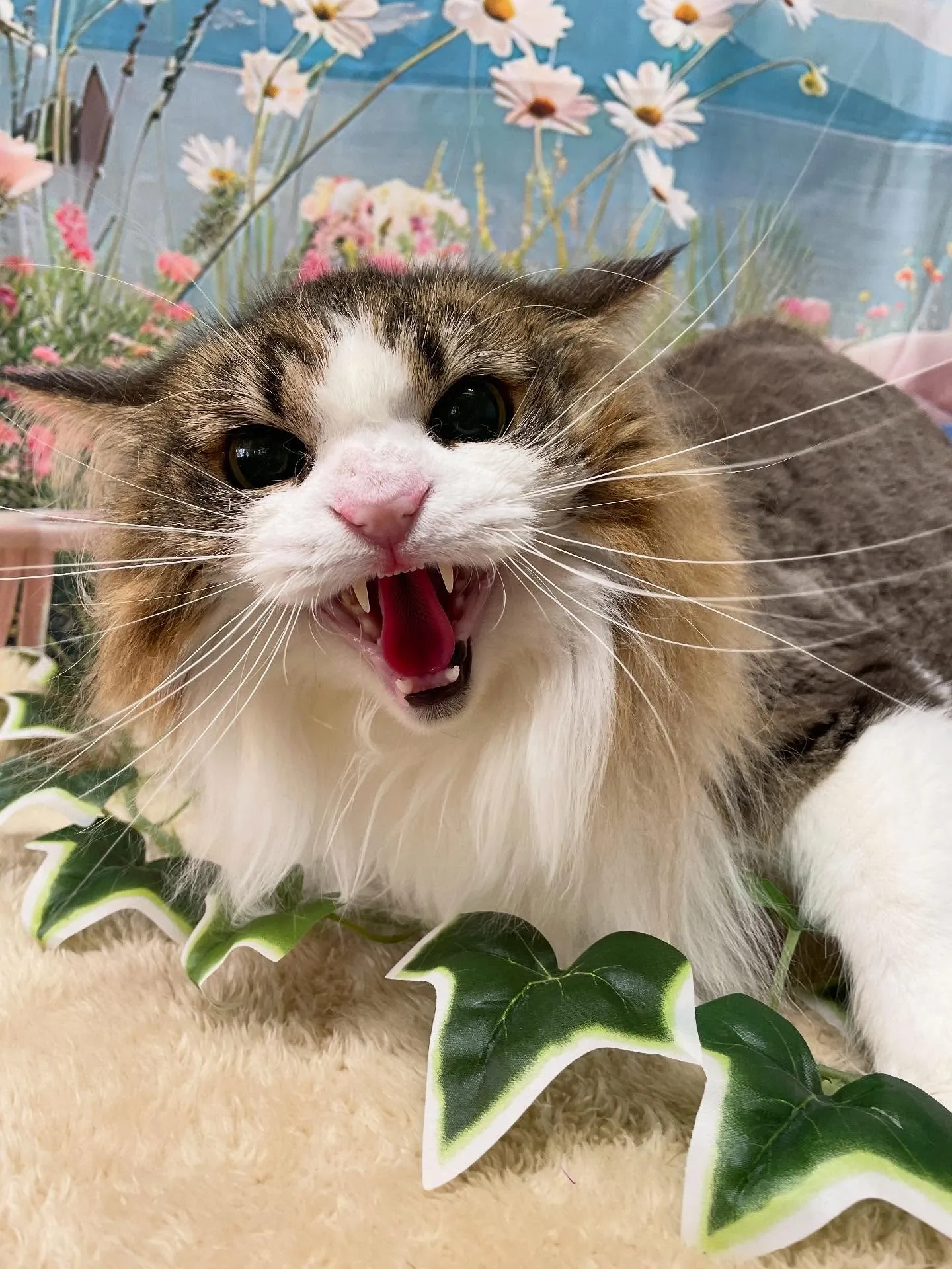 🍃今日のトリミング🍃ノルウェージャンフォレストキャット🐱｜名...
