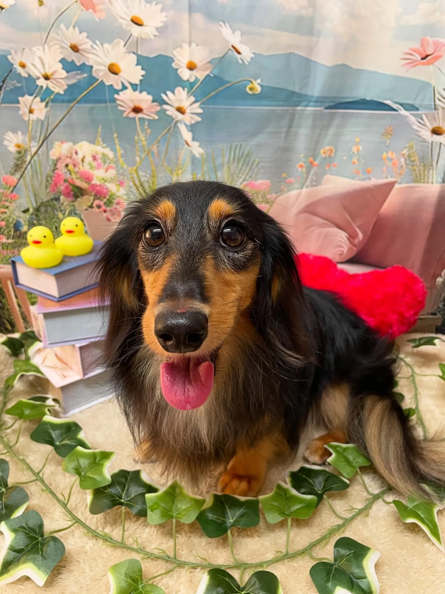 🍃今日のトリミング🍃ダックス🐶｜名東区・千種区・守山区の動物...