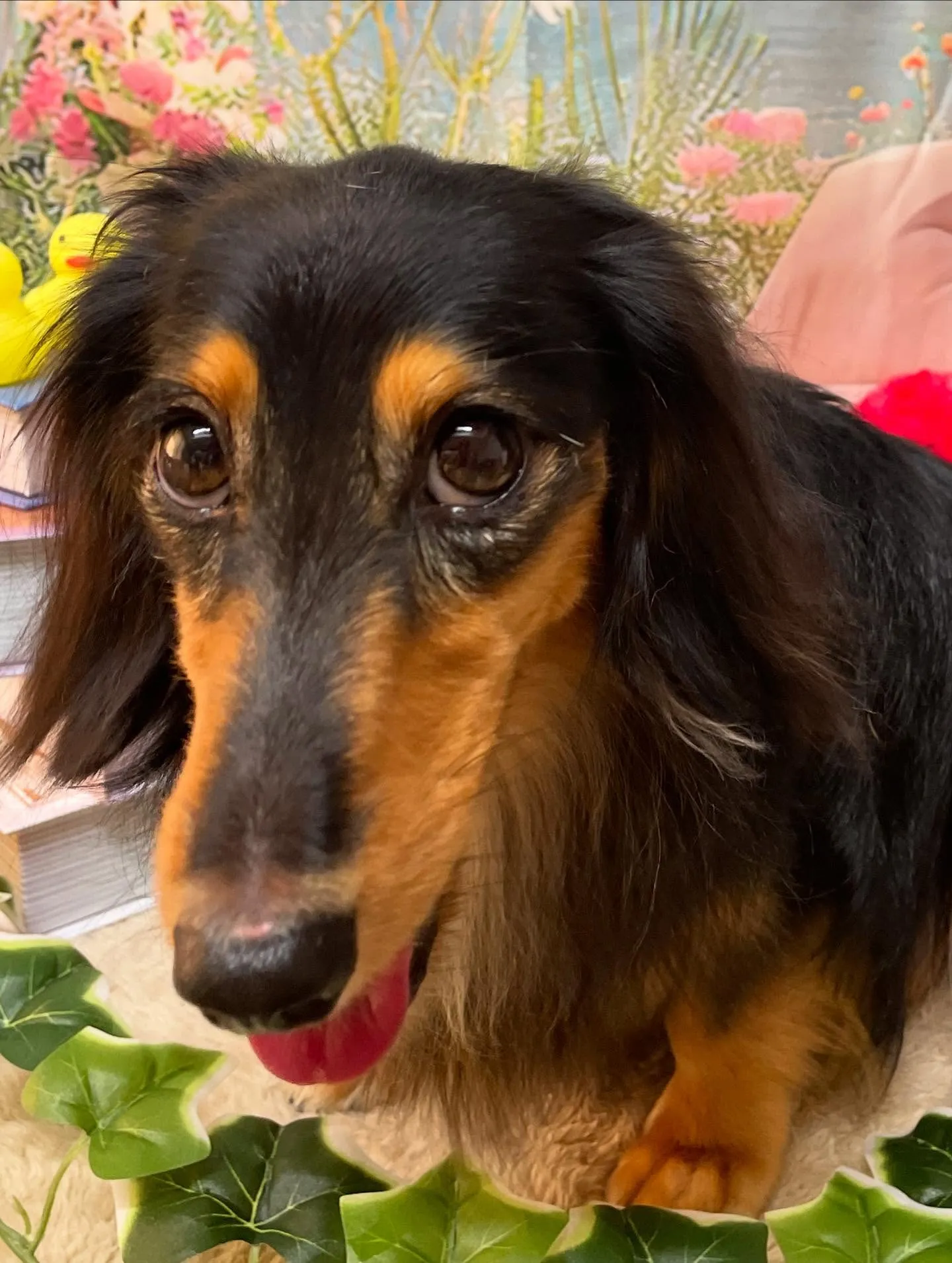 🍃今日のトリミング🍃ダックス🐶｜名東区・千種区・守山区の動物...