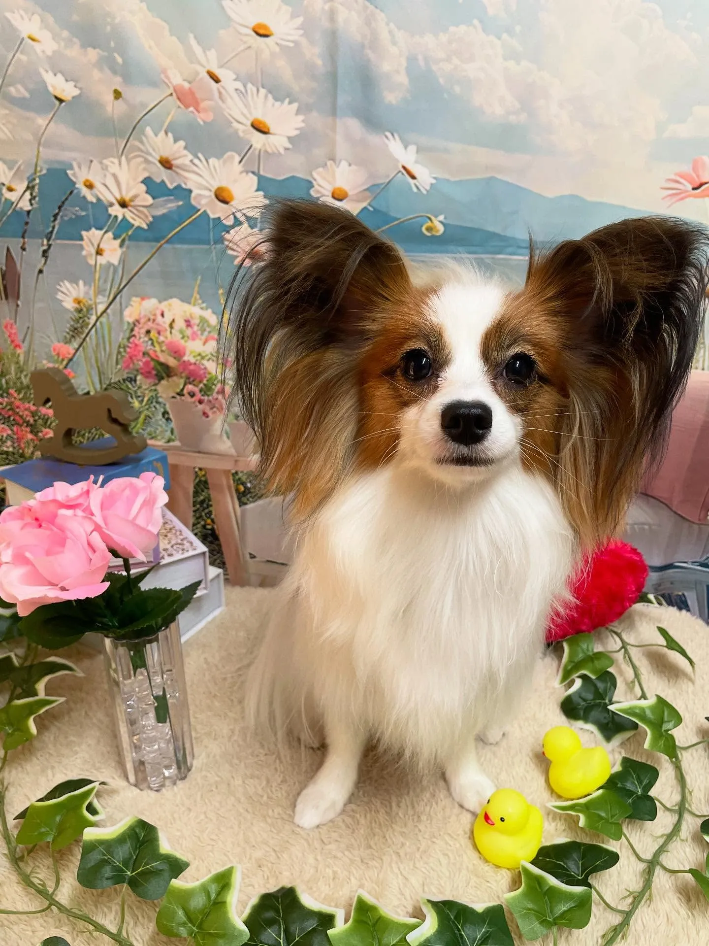 🍃今日のトリミング🍃パピヨン🐶｜名東区・千種区・守山区の動物...