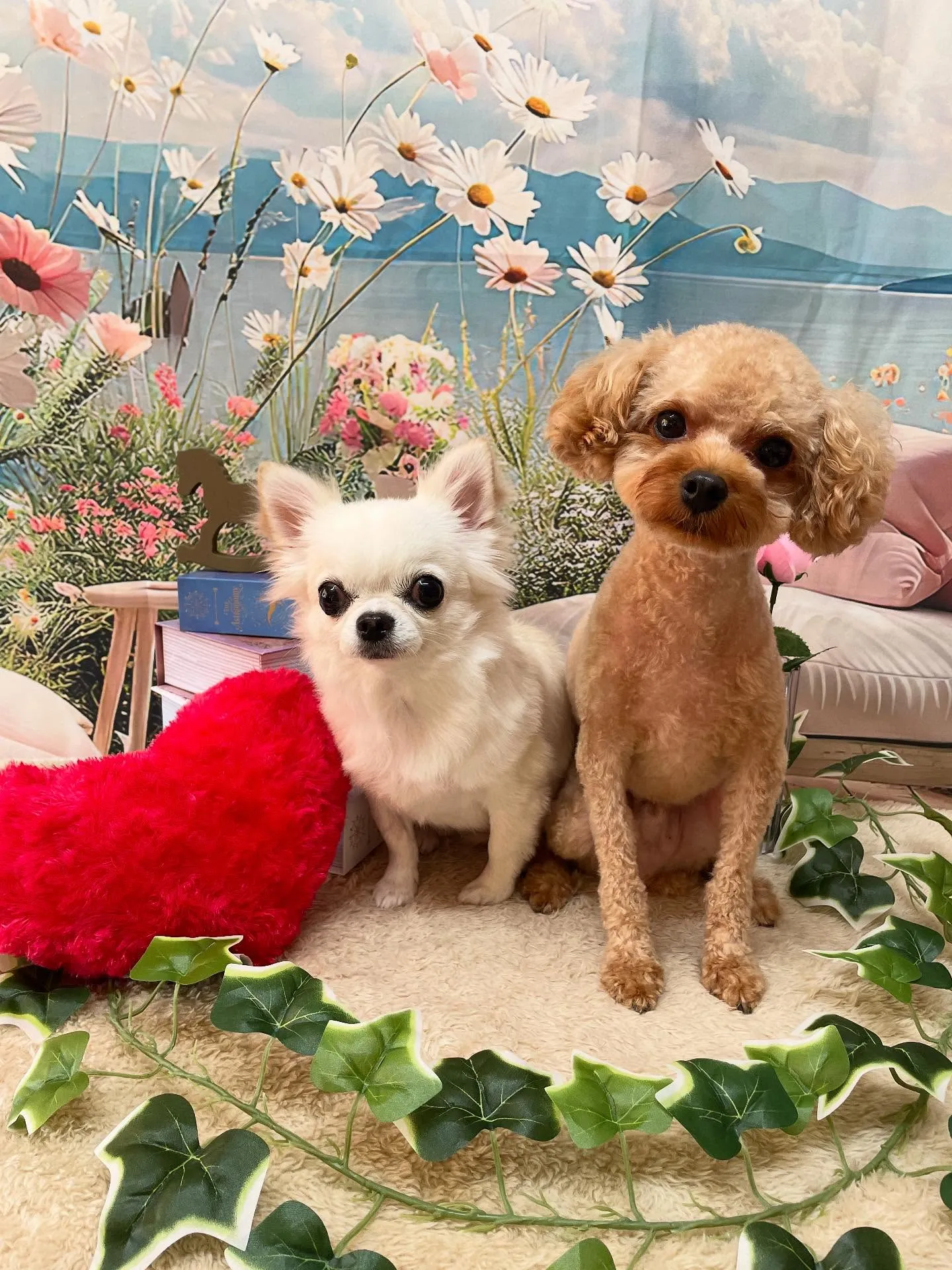 🍃今日のトリミング🍃プードル🐶チワワ🐶｜名東区・千種区・守山...