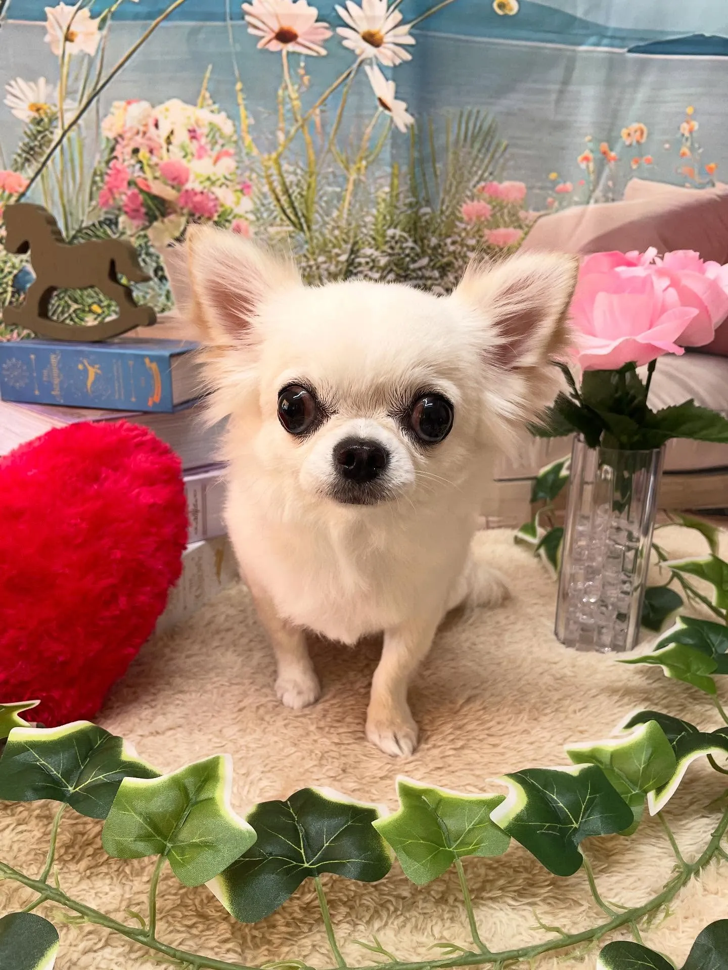 🍃今日のトリミング🍃プードル🐶チワワ🐶｜名東区・千種区・守山...