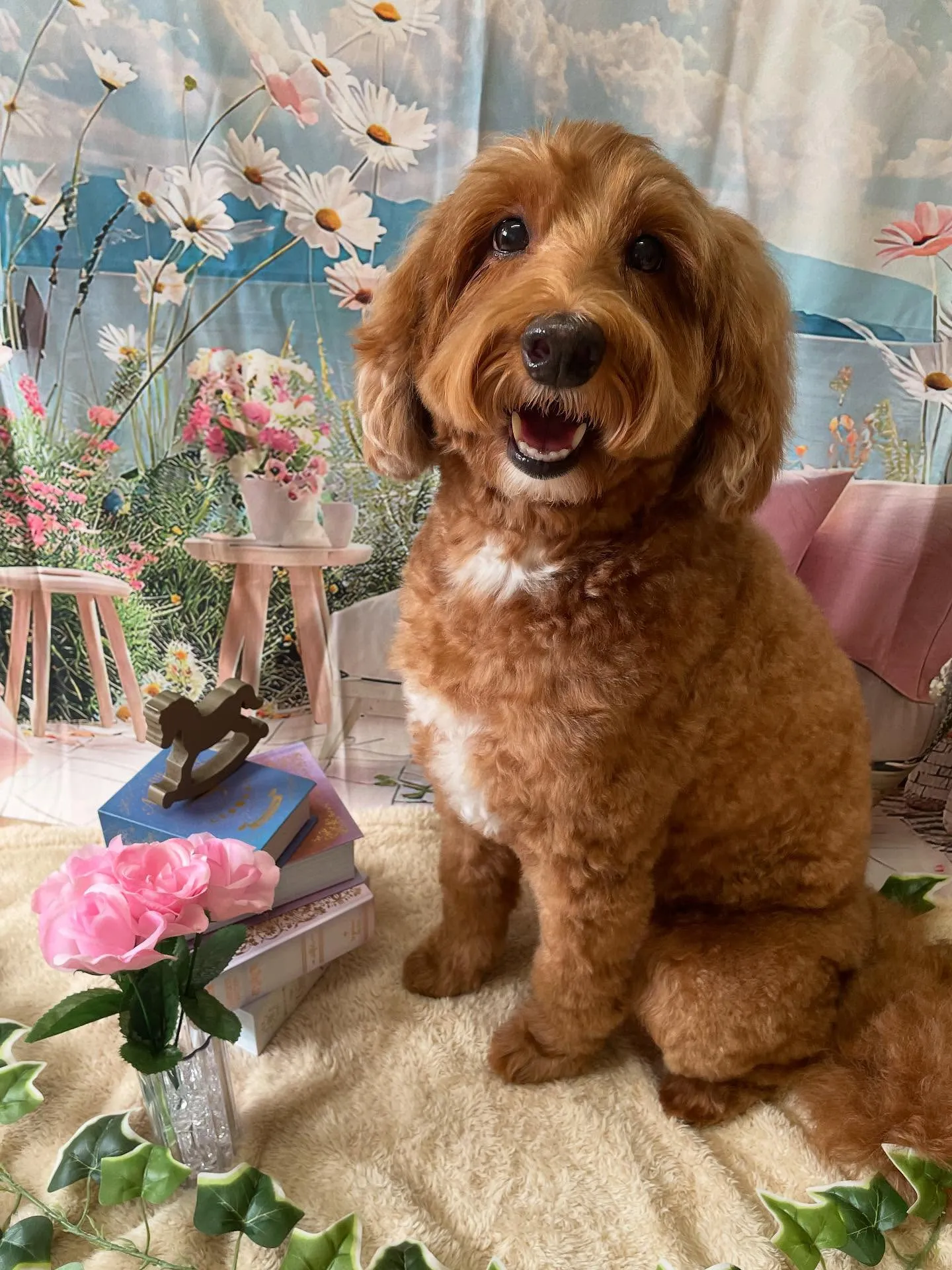 🍃今日のトリミング🍃ドゥードゥル🐶｜名東区・千種区・守山区の...