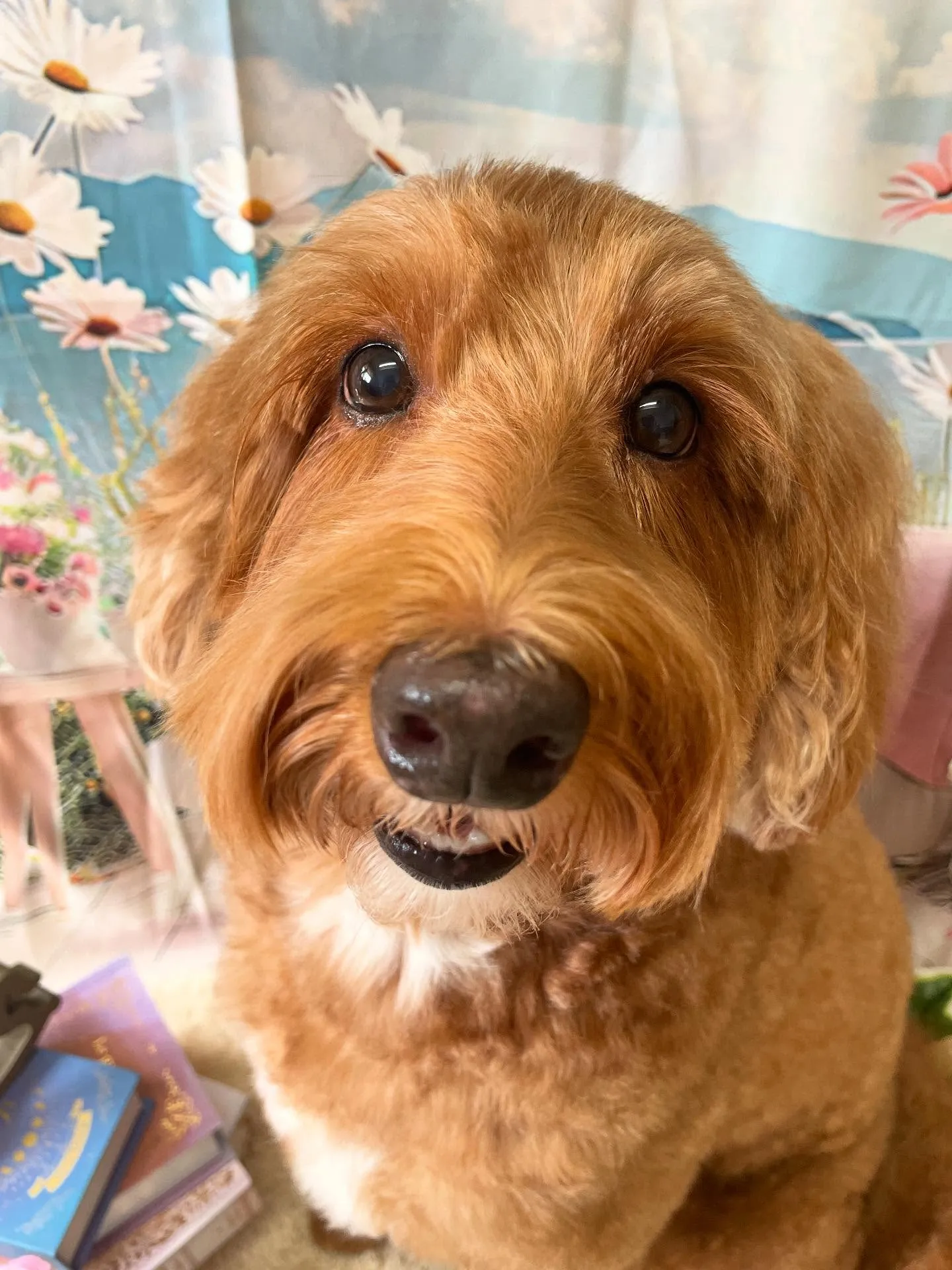 🍃今日のトリミング🍃ドゥードゥル🐶｜名東区・千種区・守山区の...