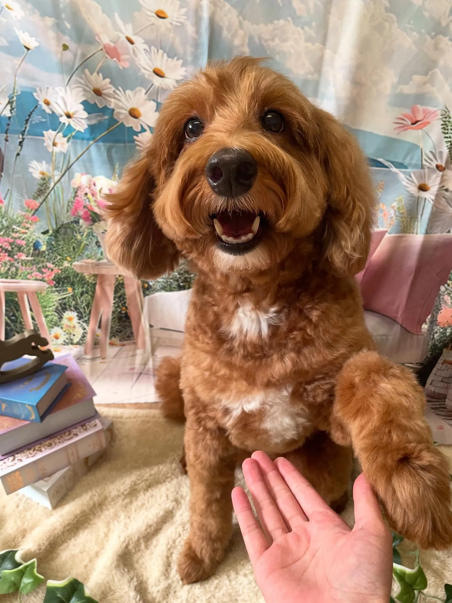 🍃今日のトリミング🍃ドゥードゥル🐶｜名東区・千種区・守山区の...